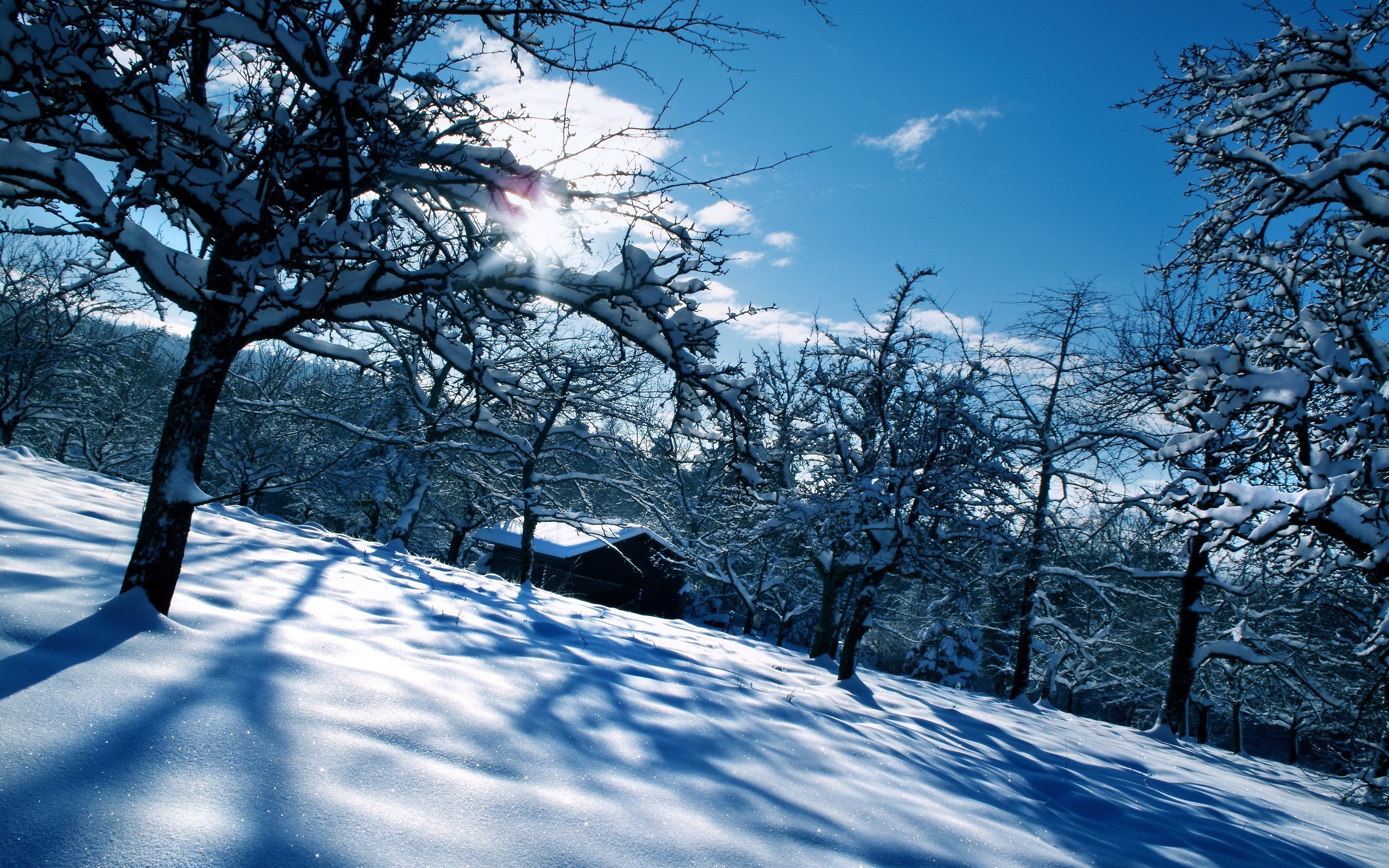 2560x1600 Winter Themed Background wallpaper 1044908 