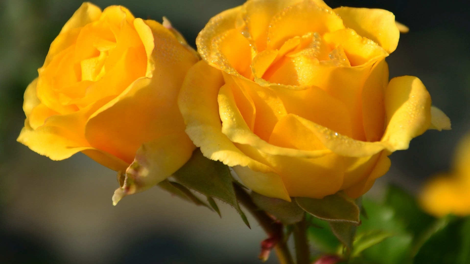 1920x1080 Flowers-yellow-roses-rose-desktop-background-images
