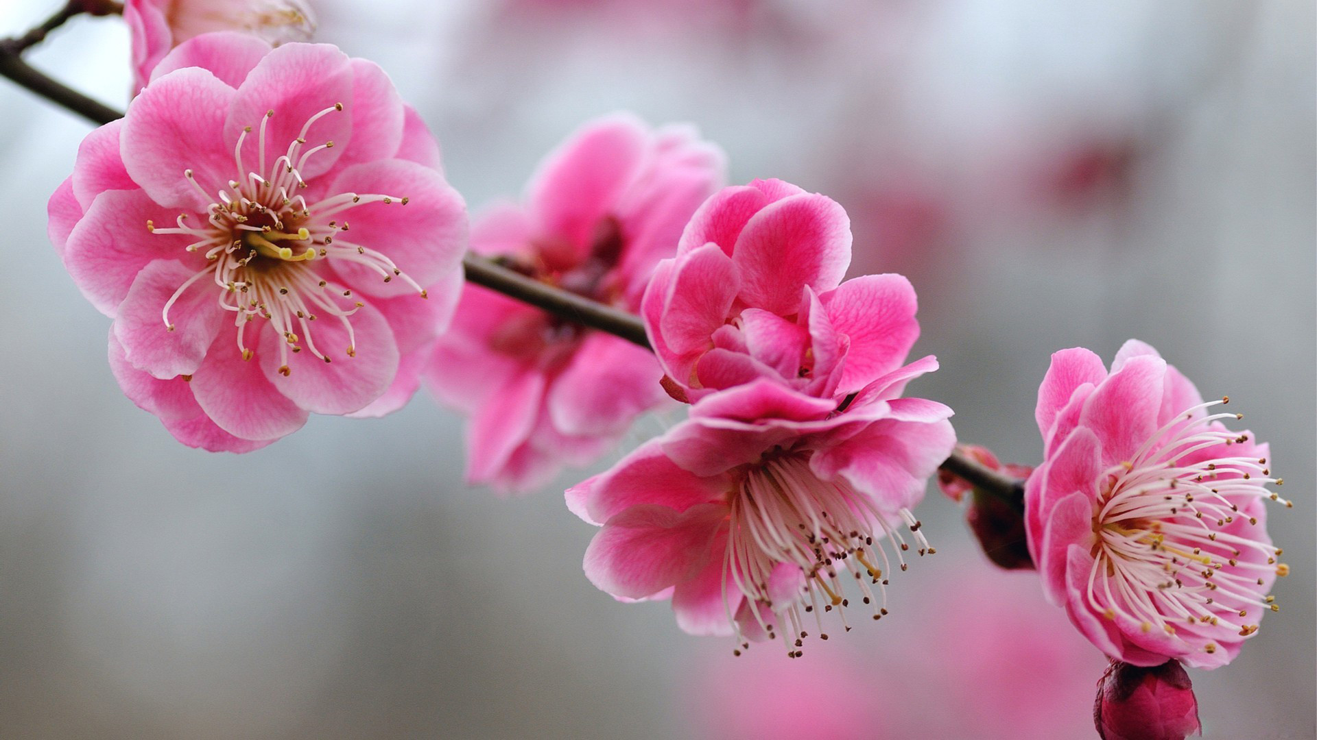 1920x1080 Cherry-Blossom-Wallpapers-Images-Desktop