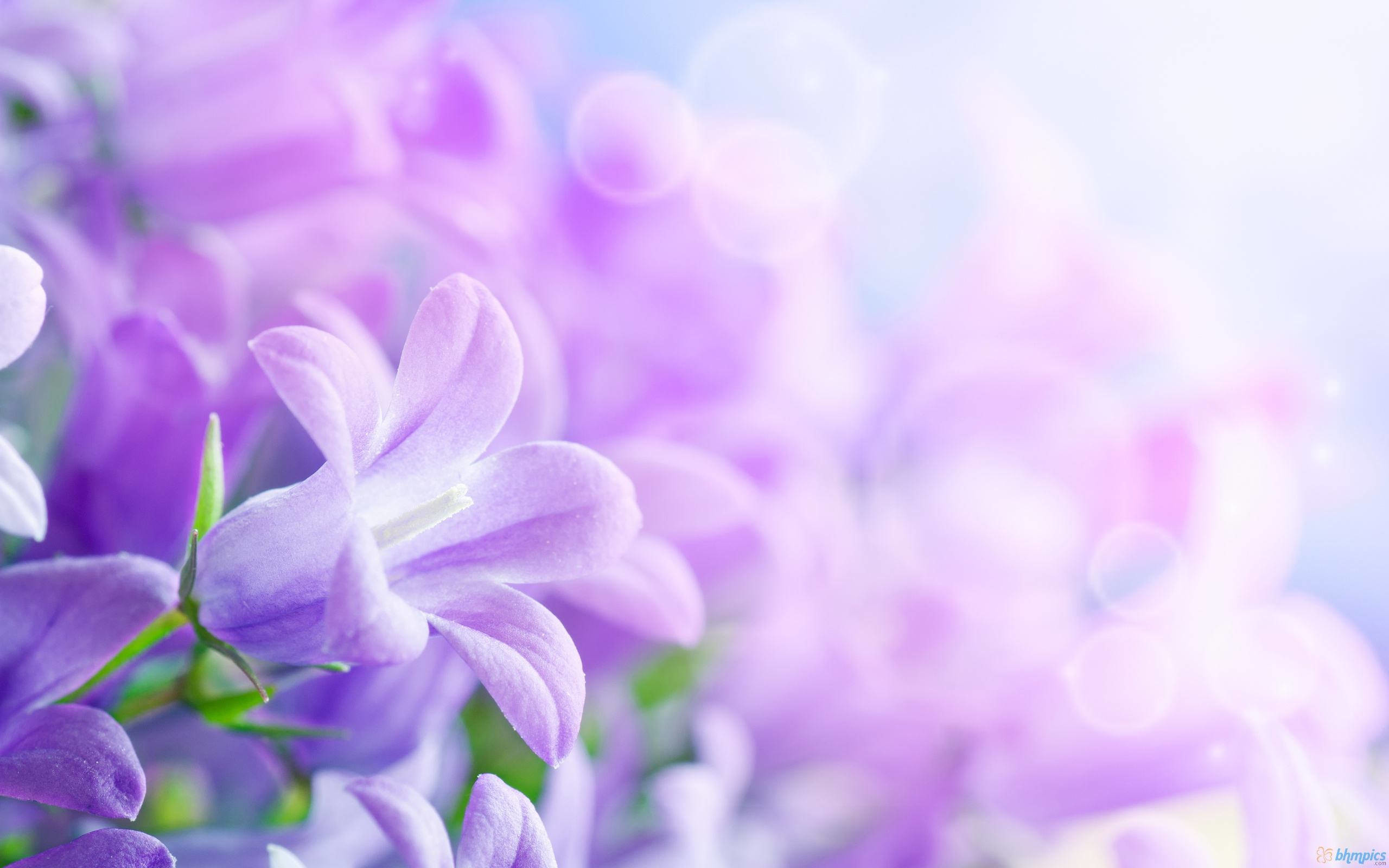 2560x1600 HD Purple Flower Background For Free