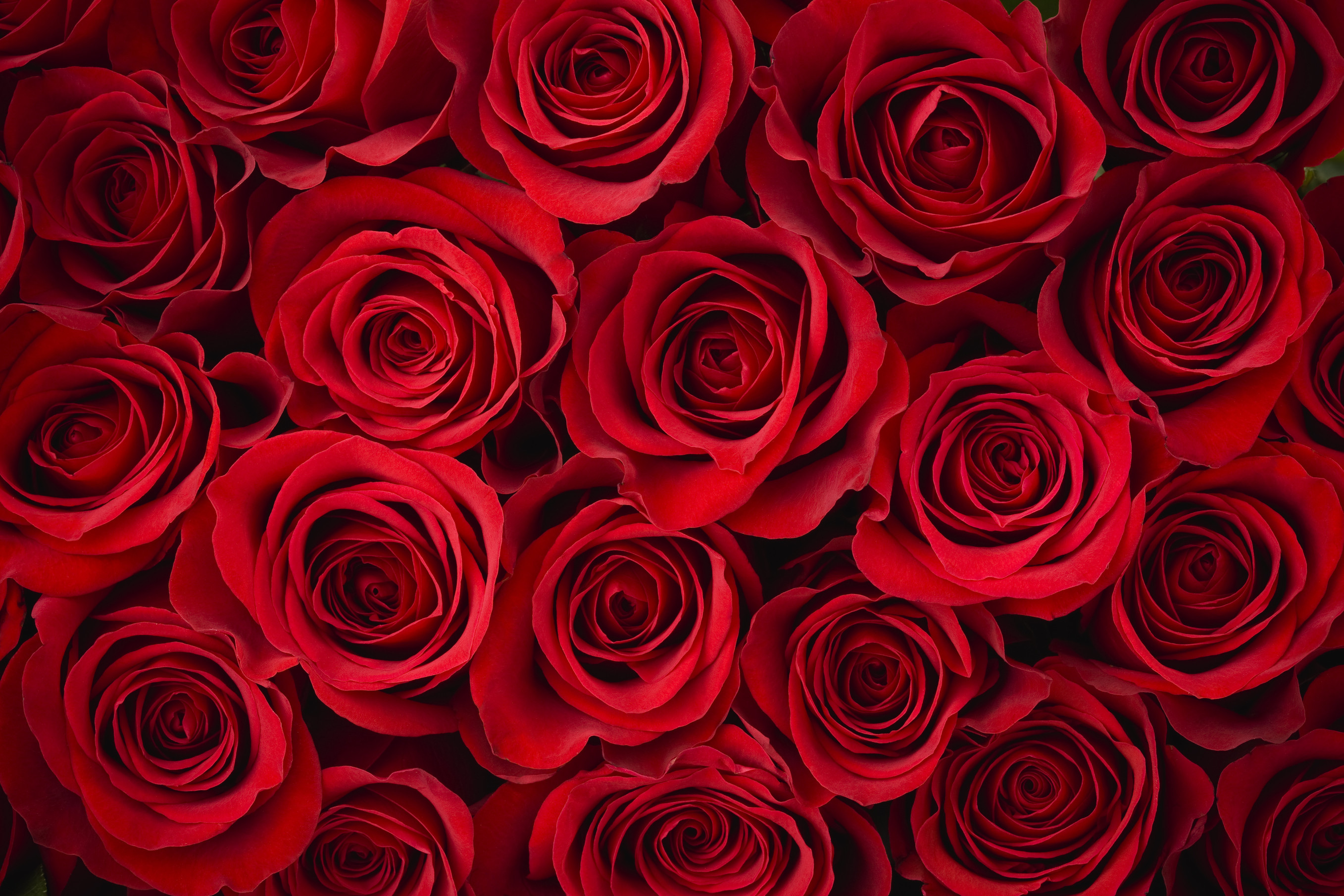 2715x1810 A close up picture of red roses, which make a stunning design for all manner