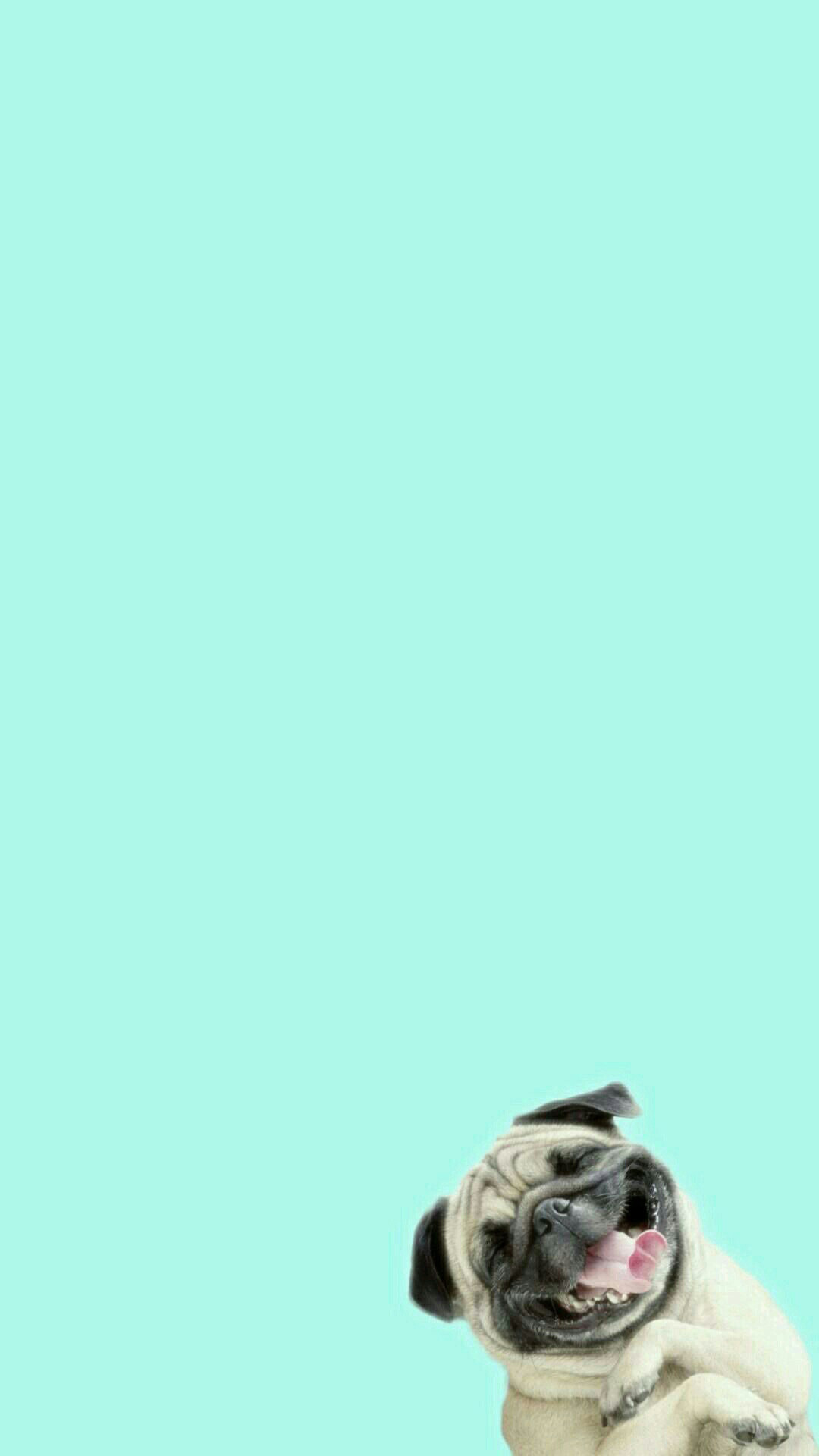 1080x1920  Funny Pug Dog Laughing Android Wallpaper