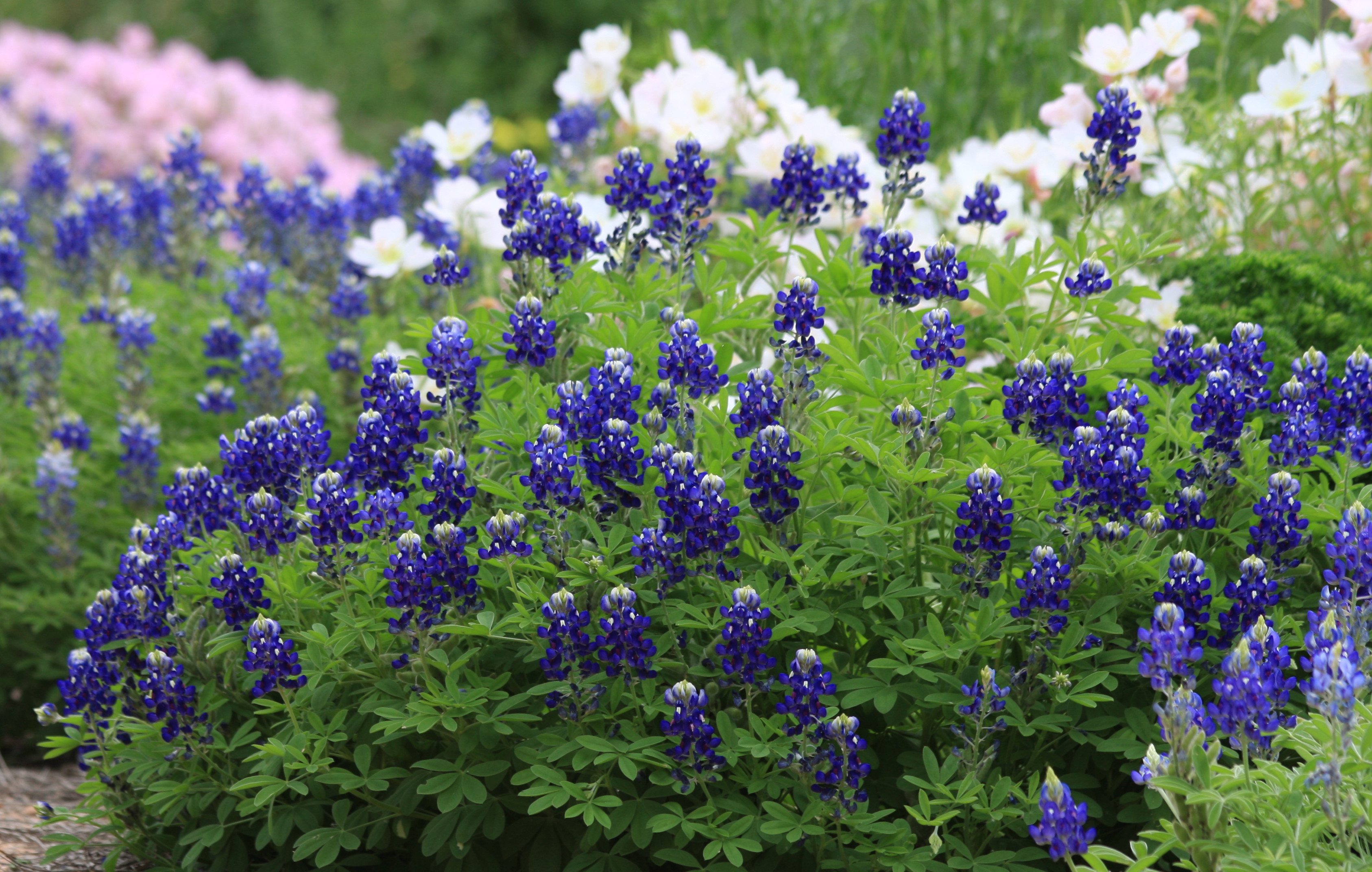 3373x2144 Texas A&M AgriLife horticulturists have described the deep blue color of  Lady Bird Johnson Royal Blue