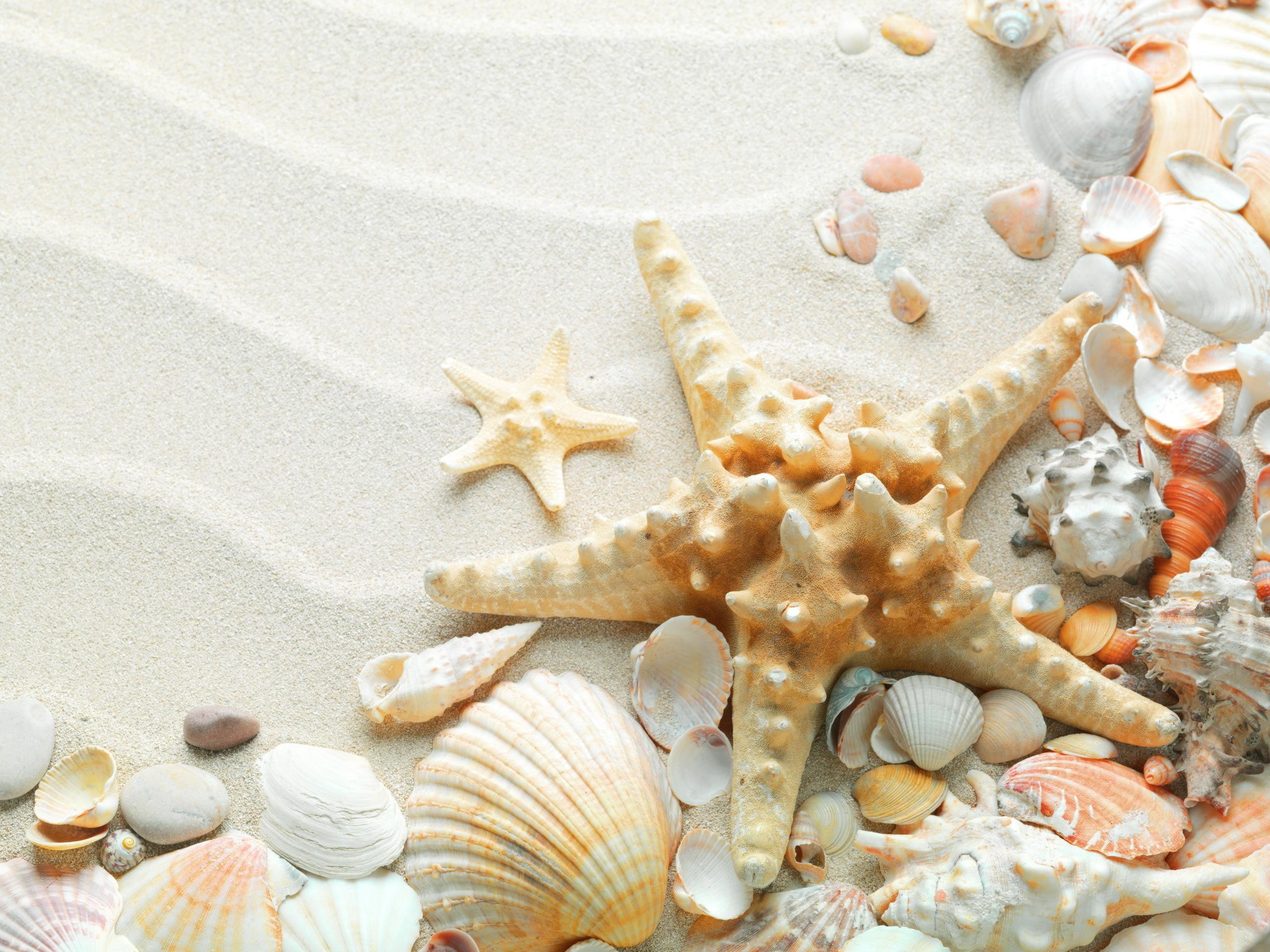 2560x1920 Seashells Starfish Hd Wallpaper | Wallpaper List