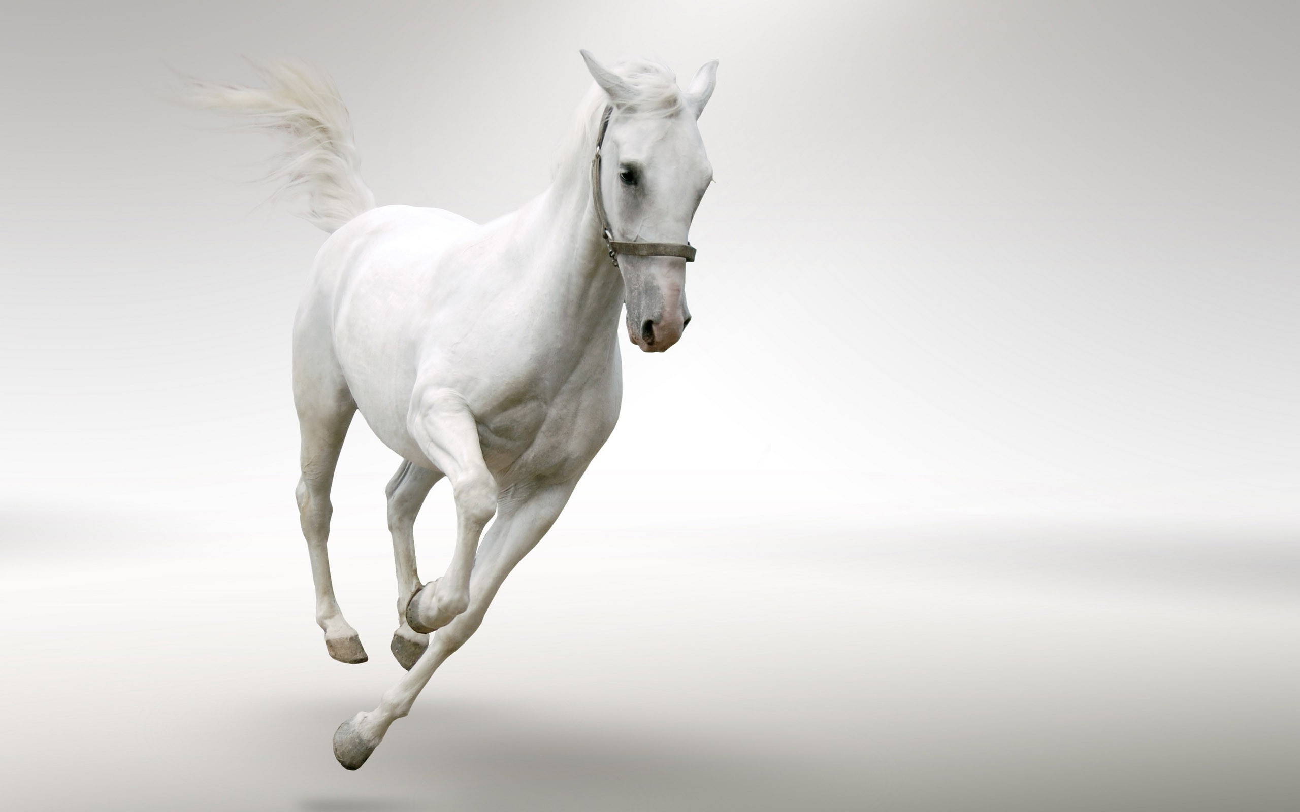 2560x1600 White Horse Wallpaper