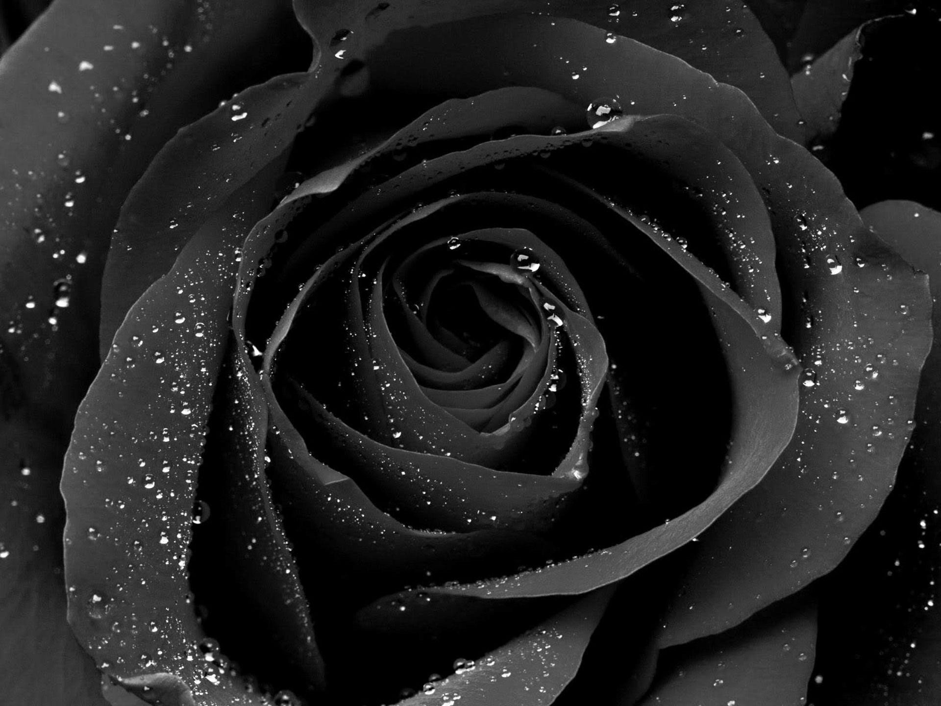 1920x1440 Beautiful Black Rose Wallpaper | Hd Wallpapers | Wallpaa.