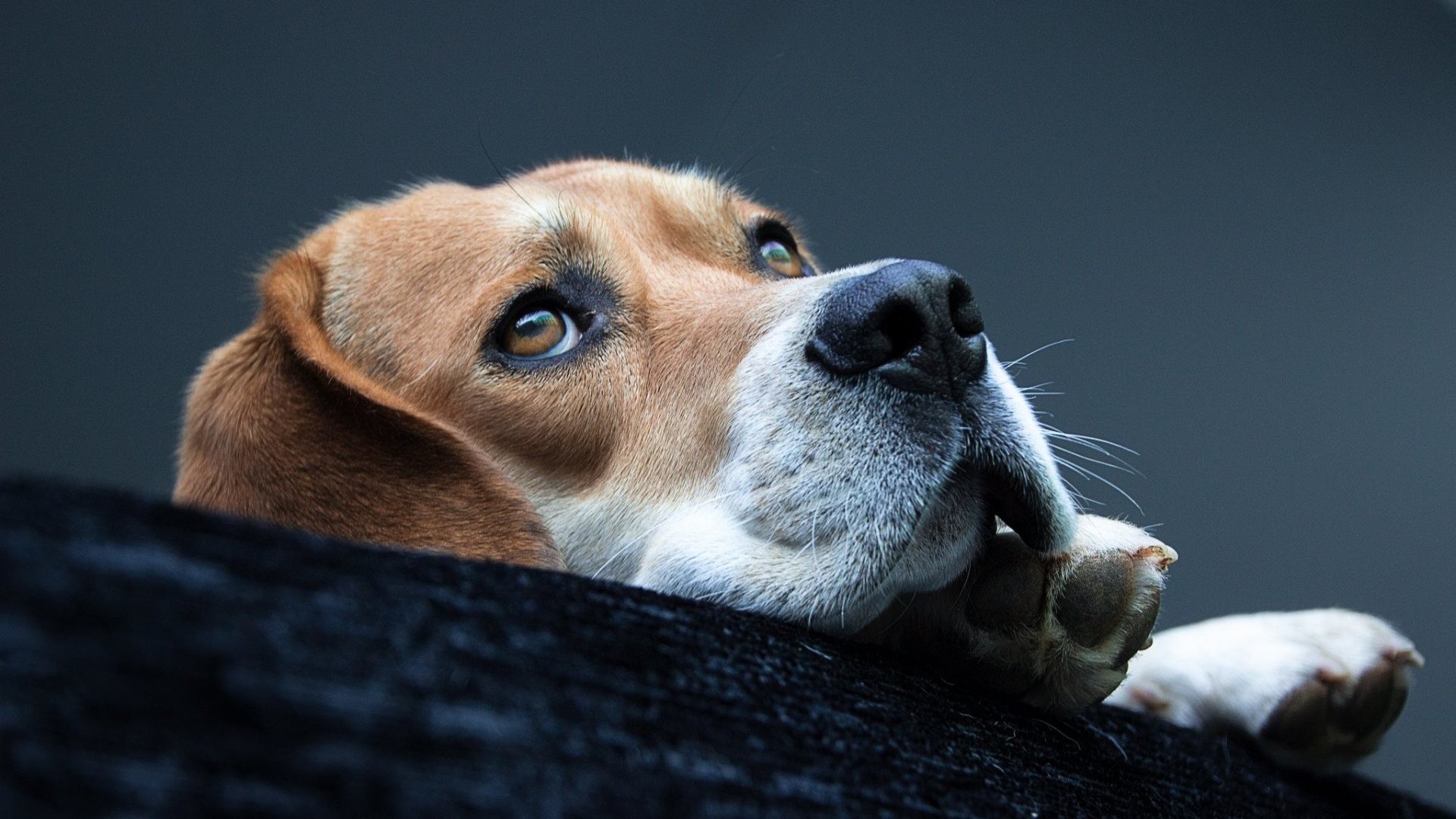 1920x1080 Beagle Tag - Muzzle Beagle Dog Cute Dogs Background for HD 16:9 High  Definition