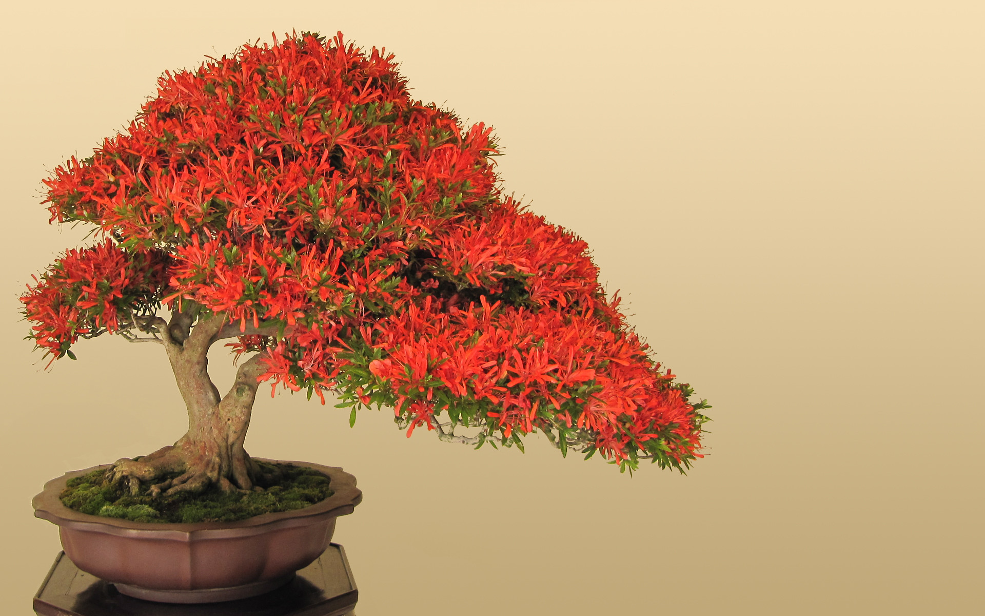 1920x1200 bonsai, colored, mac wallpaper,download, cool, peace, lovely,japan