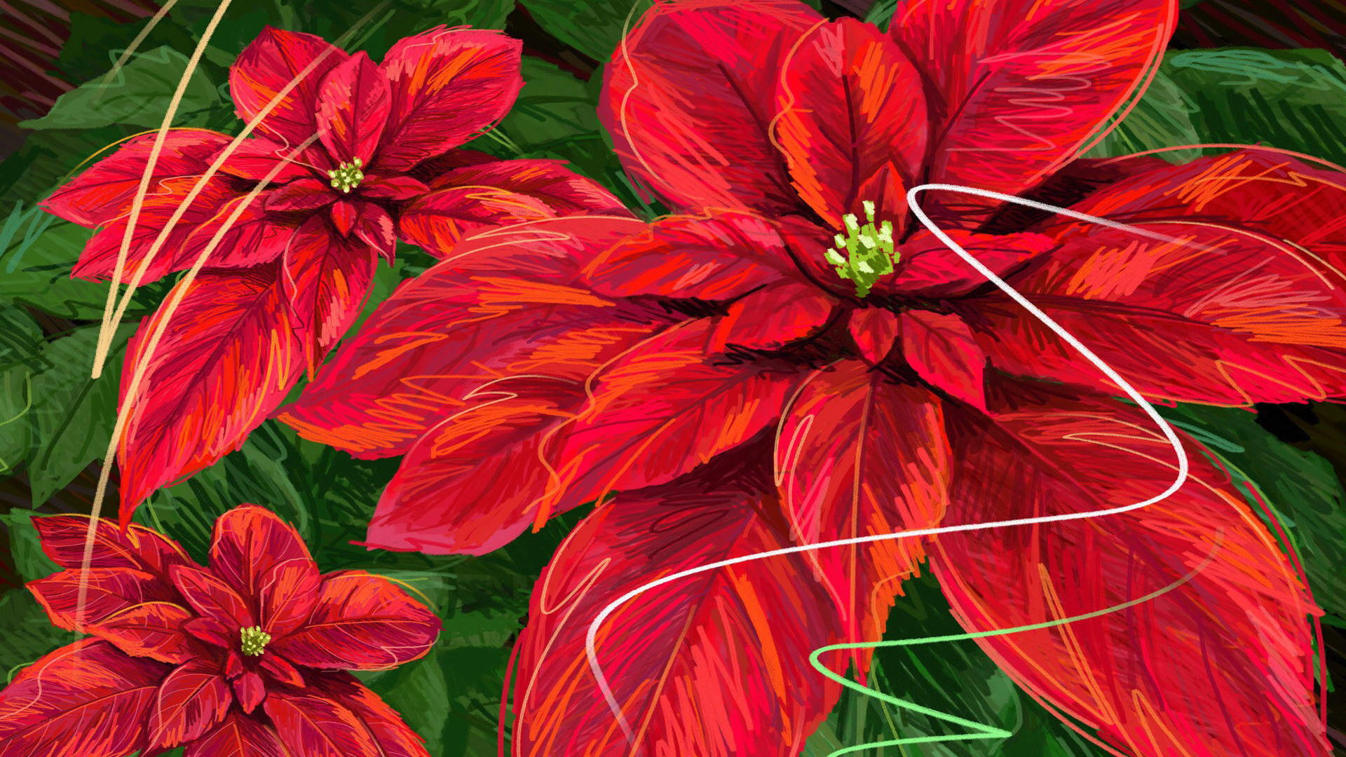 1920x1080 Pics Photos - Bright Red Poinsettia Flowers On An Old Wood .