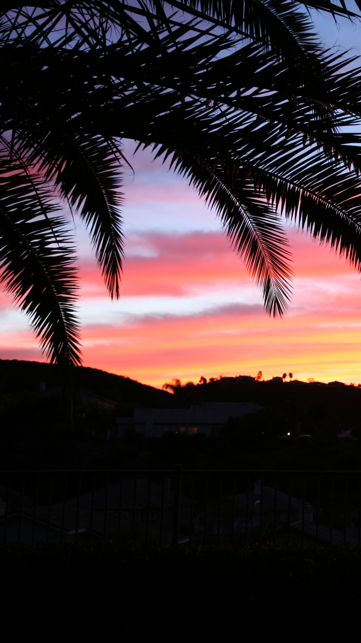 1440x2560  Wallpaper palm tree, sky, sunset