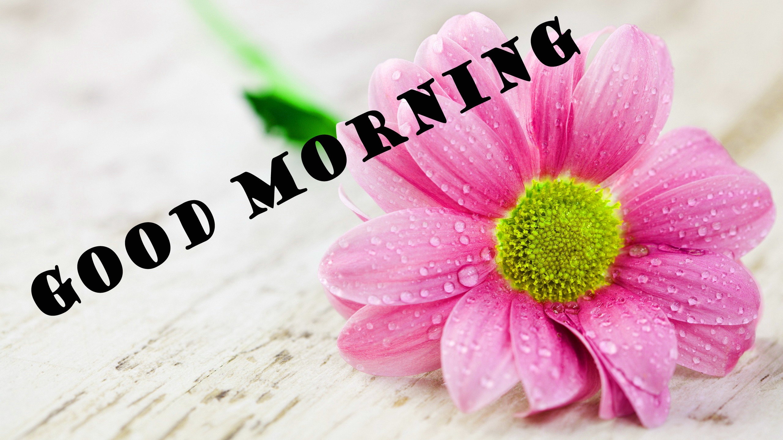 2560x1440 177 Good Morning Flowers Quotes Wishes Images Wallpaper Photos