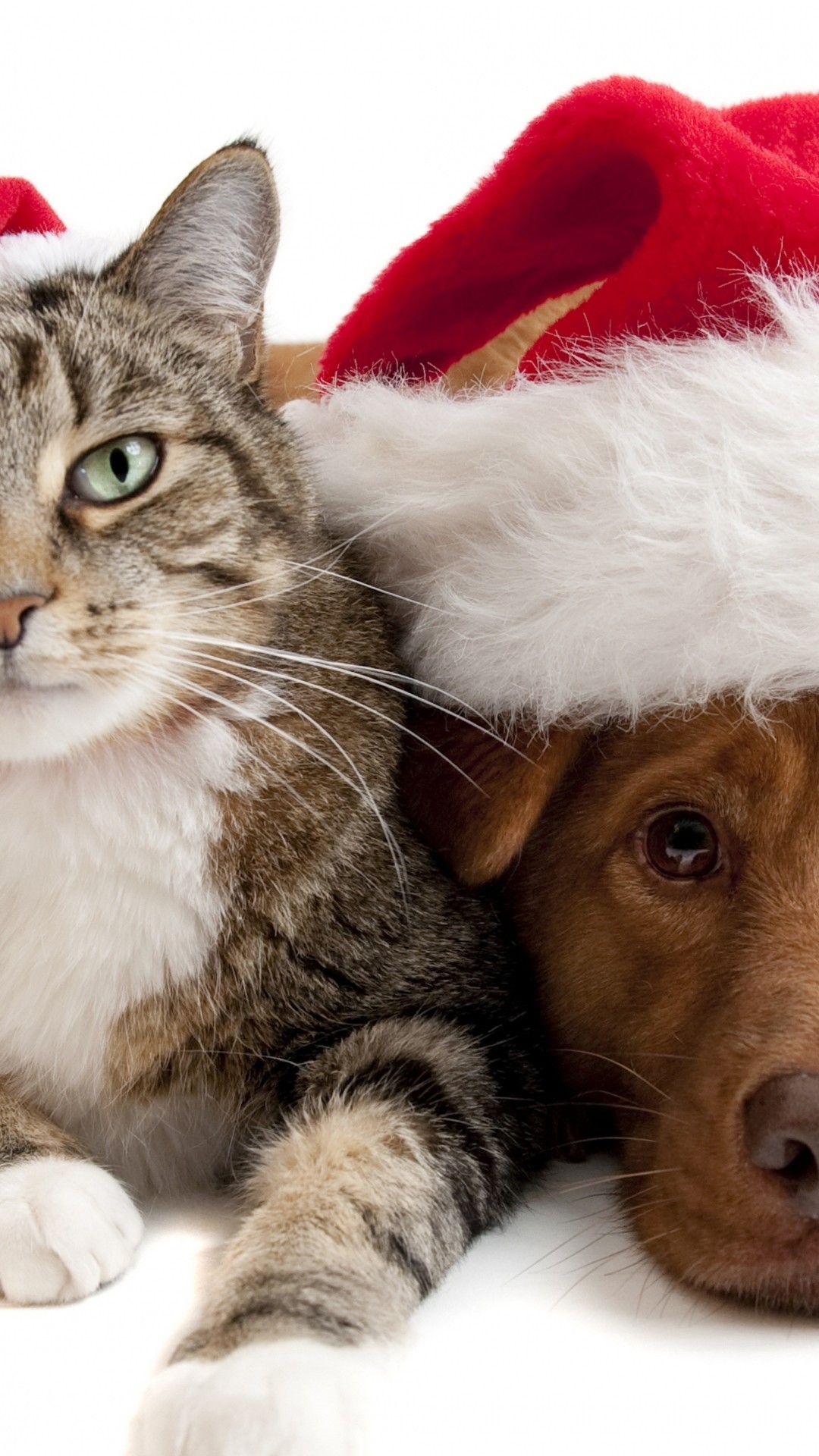 1080x1920  Wallpaper cat, dog, christmas hat