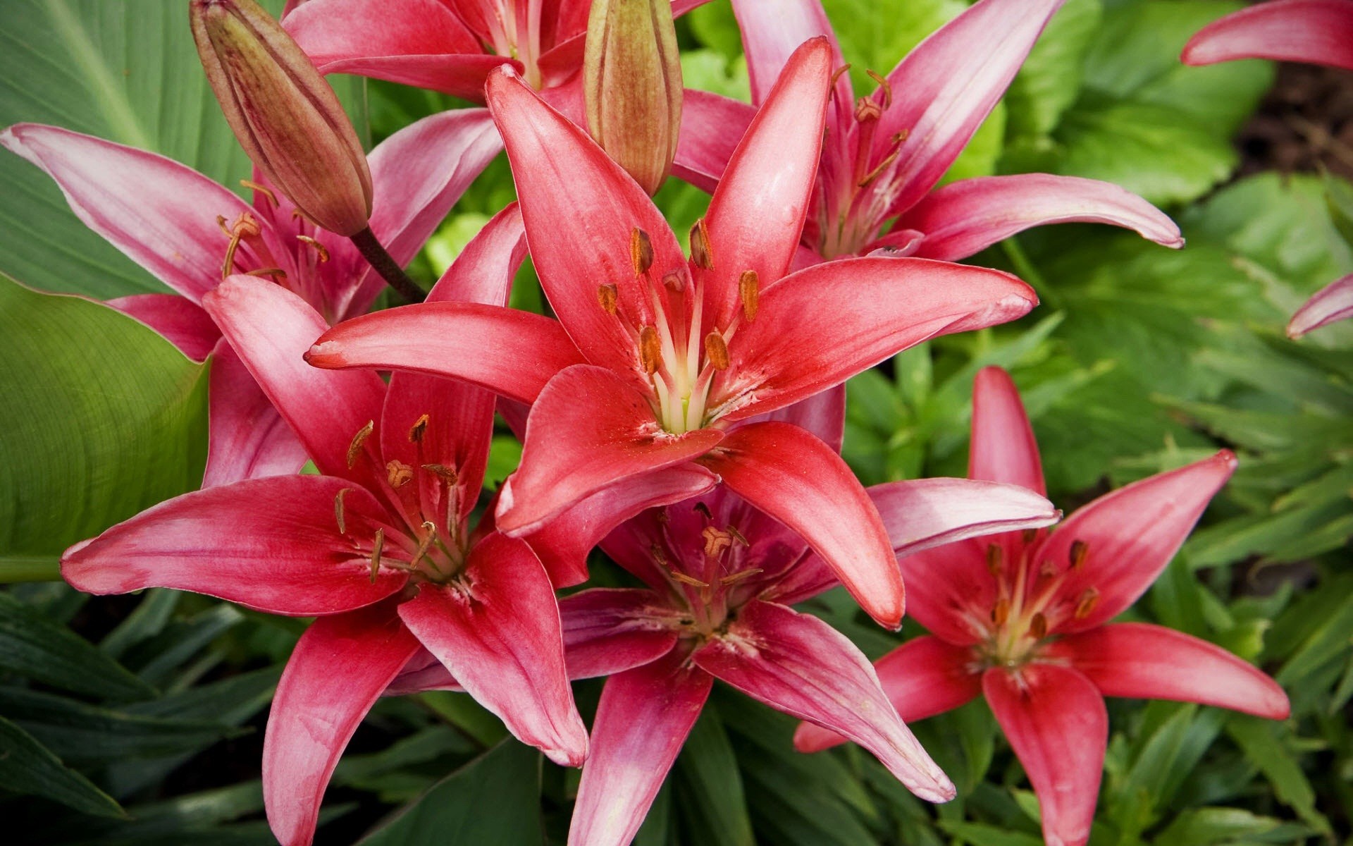 1920x1200 Red Lilies Flowers