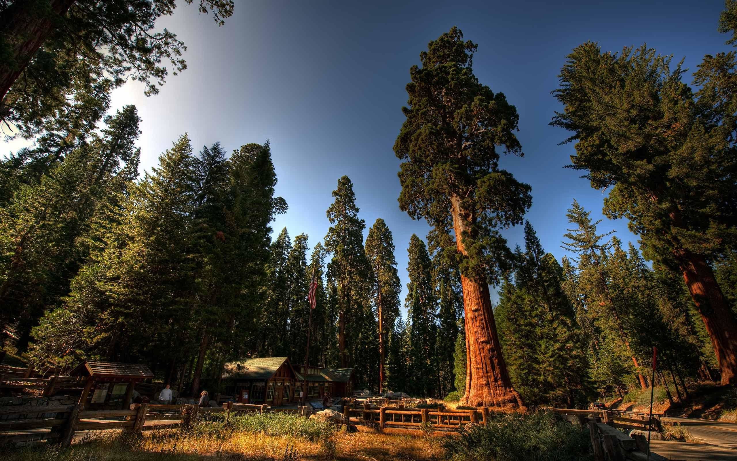 2560x1600 Sequoia National Park High Quality Wallpaper