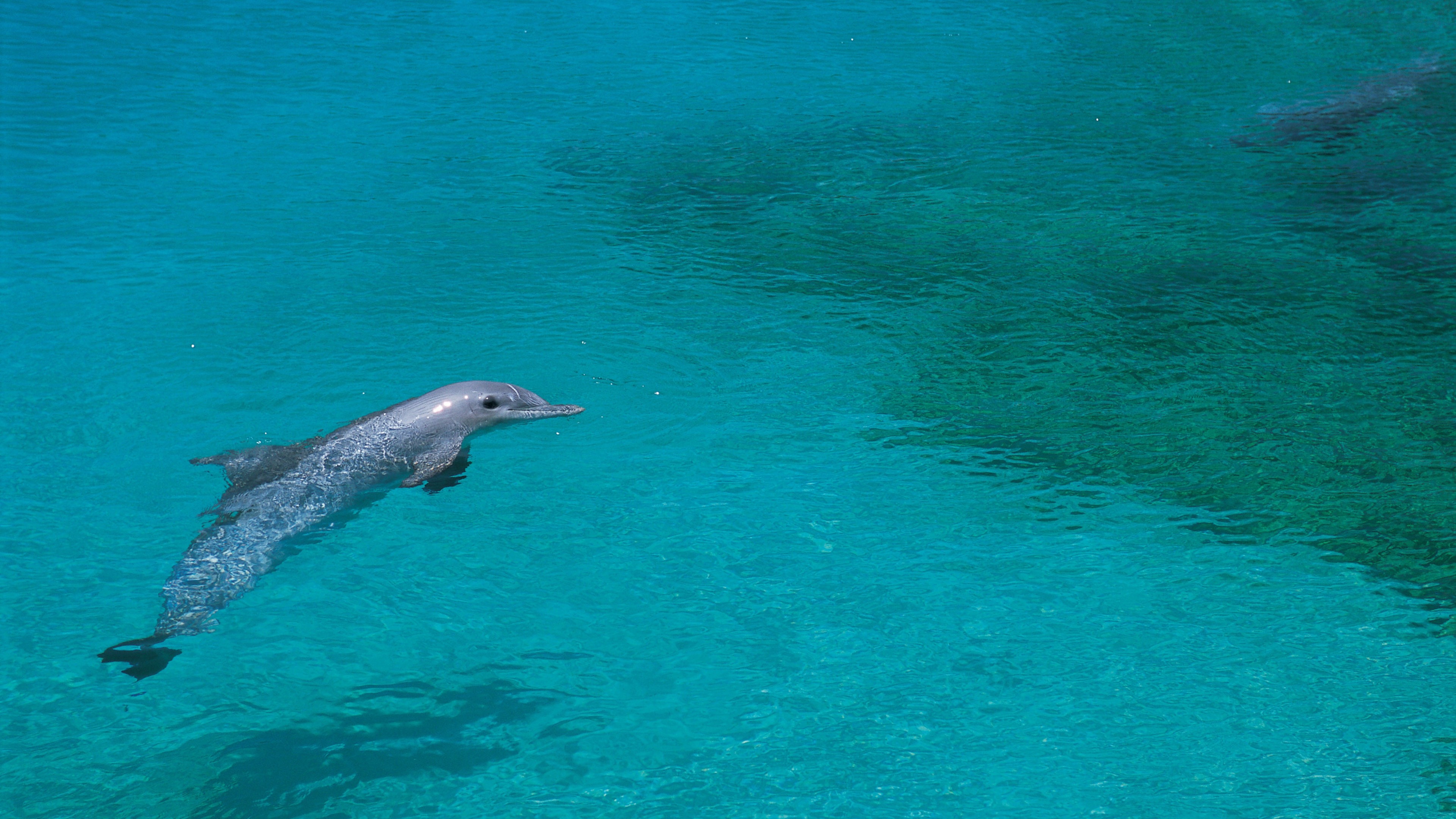 3840x2160  Wallpaper dolphin, shallow water, swim