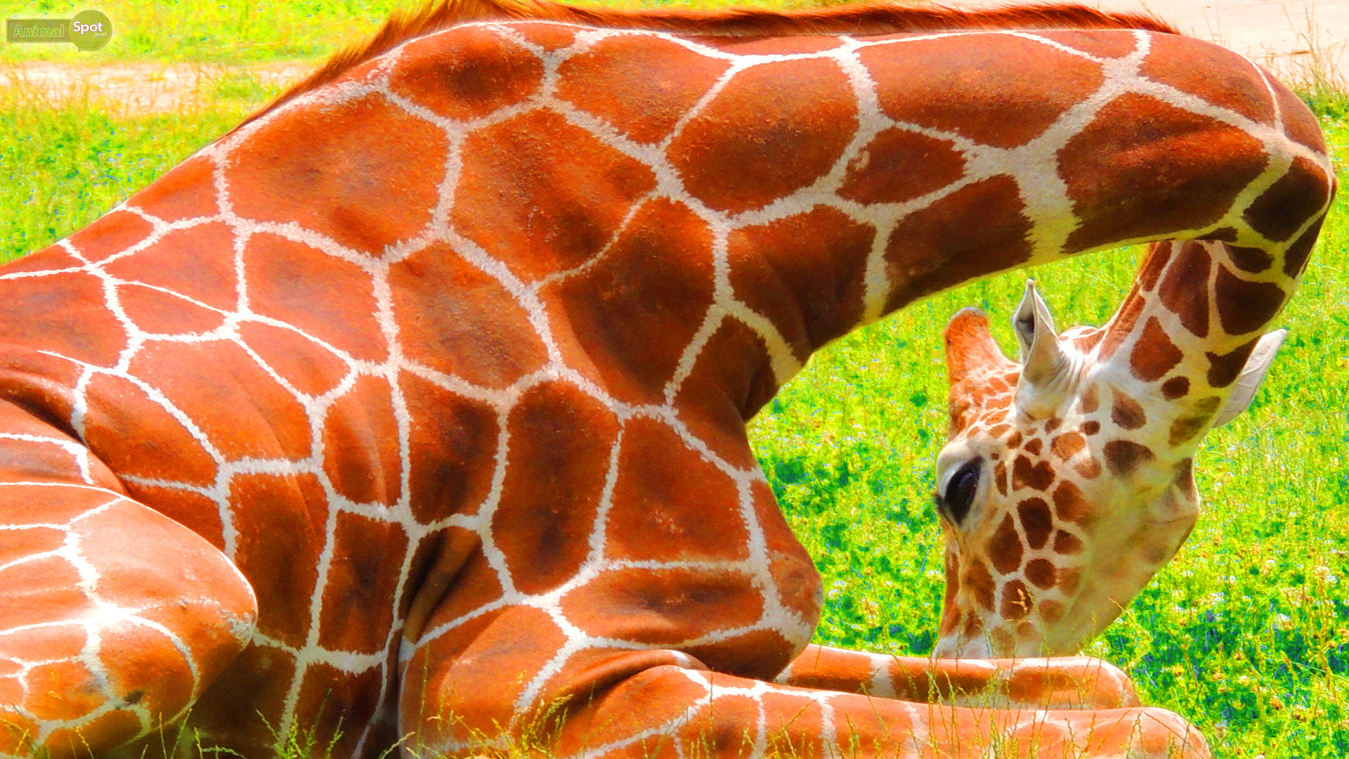 1920x1080 Best Giraffe Wallpapers and Backgrounds