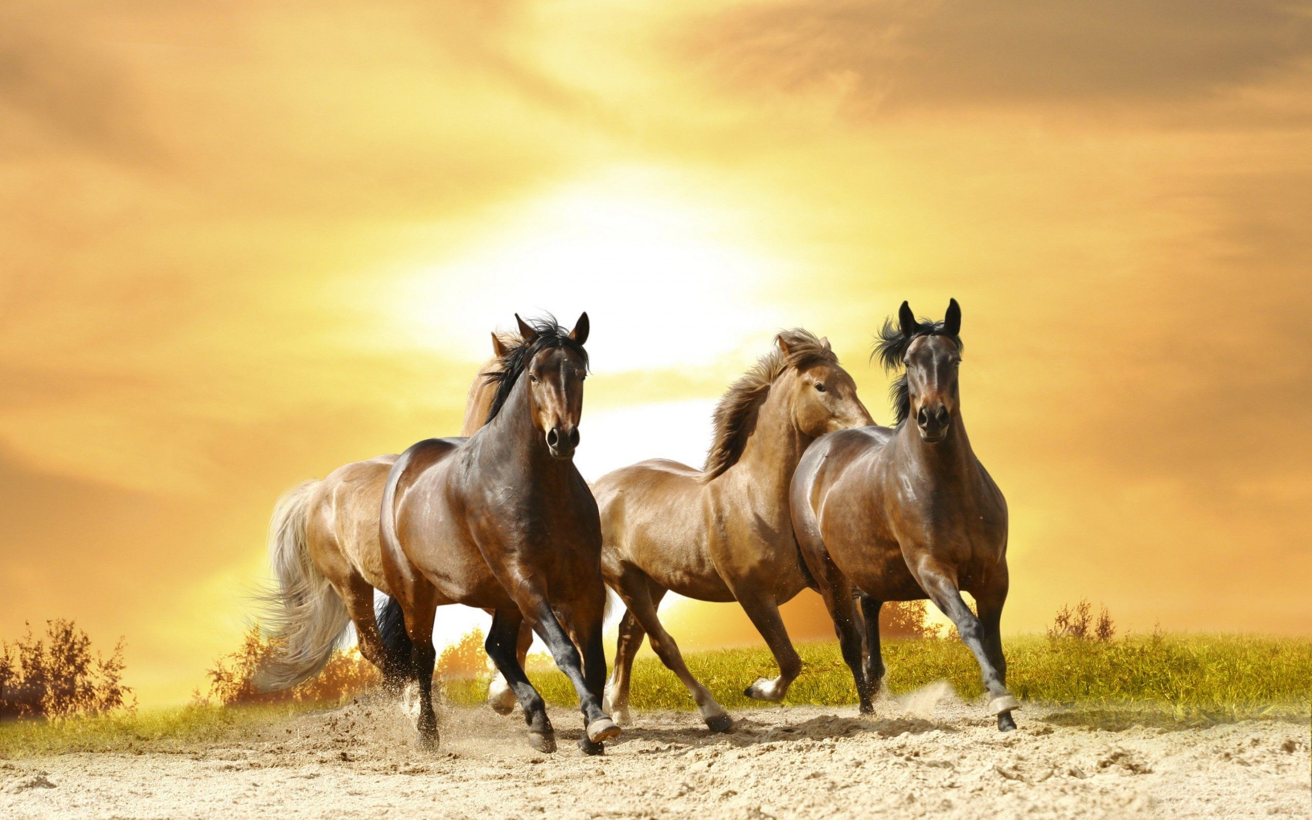 2560x1600 Horses Running Wallpaper