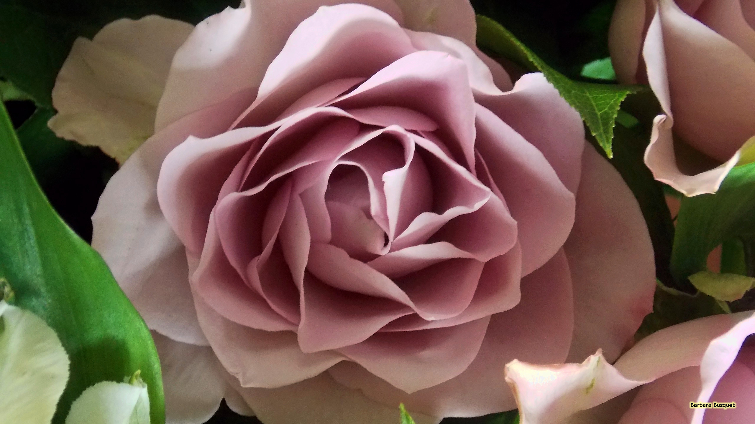 2560x1440 Pink rose close-up photo