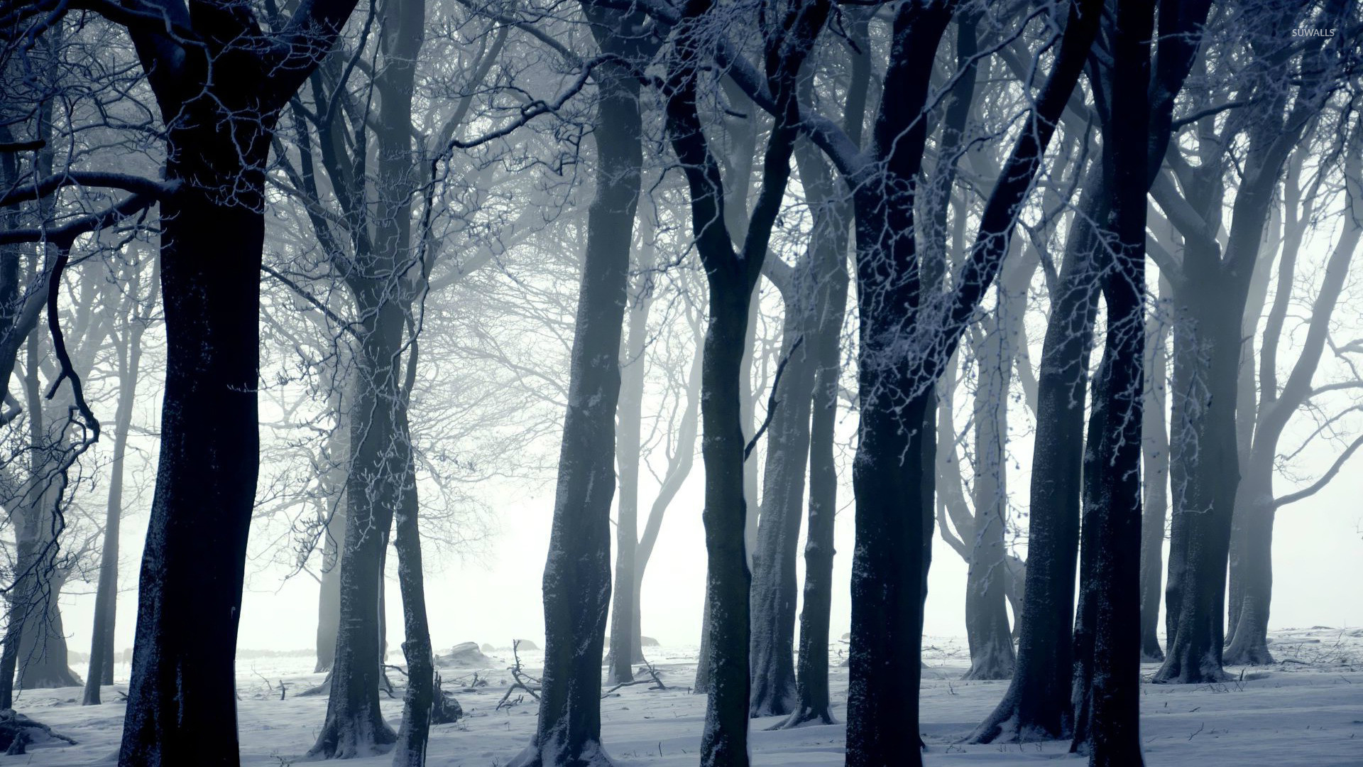 1920x1080  Dark forest in winter wallpaper Â· Download Â· Download.
