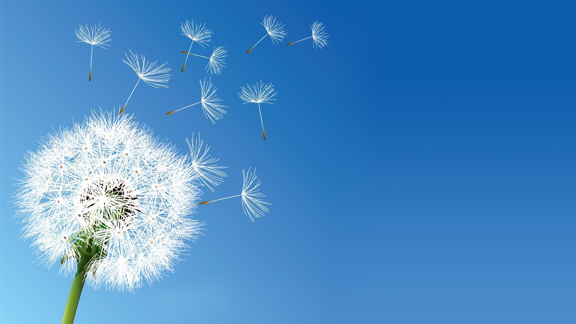 1920x1080 nature, Flowers, Dandelion, Clear Sky Wallpapers HD / Desktop and Mobile  Backgrounds