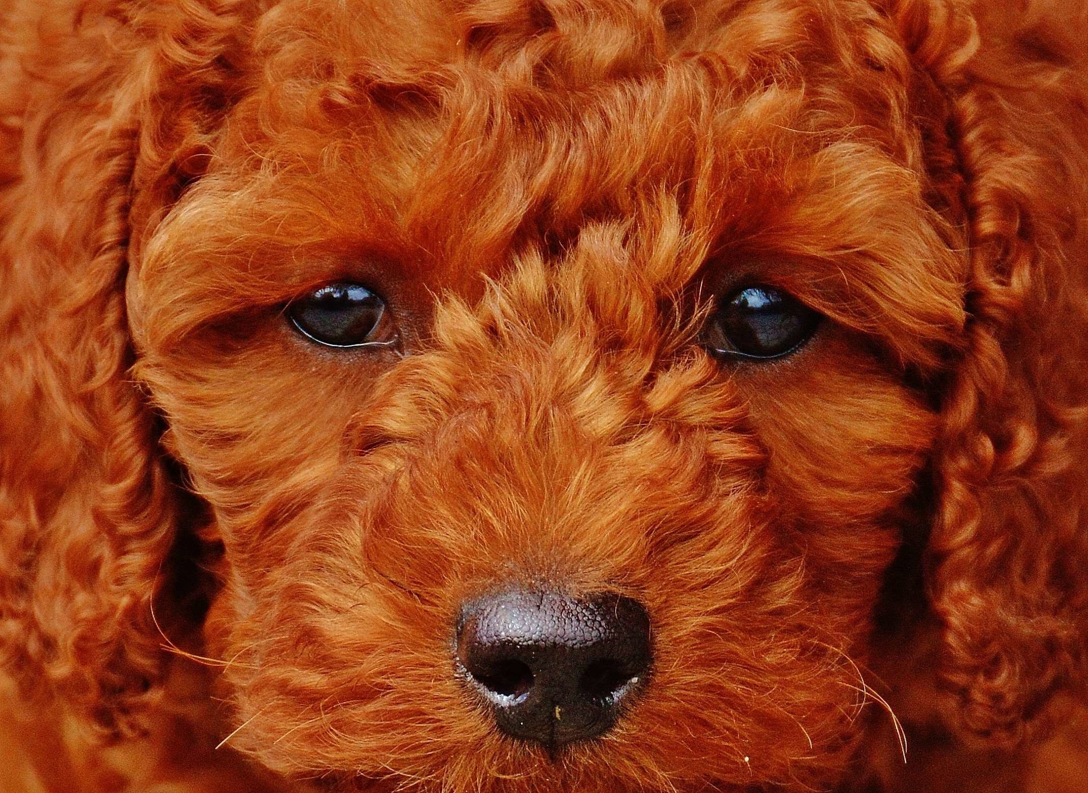 2136x1557 cute, dog, fur, lure, poodle, puppy, sweet, young animal wallpaper and  background
