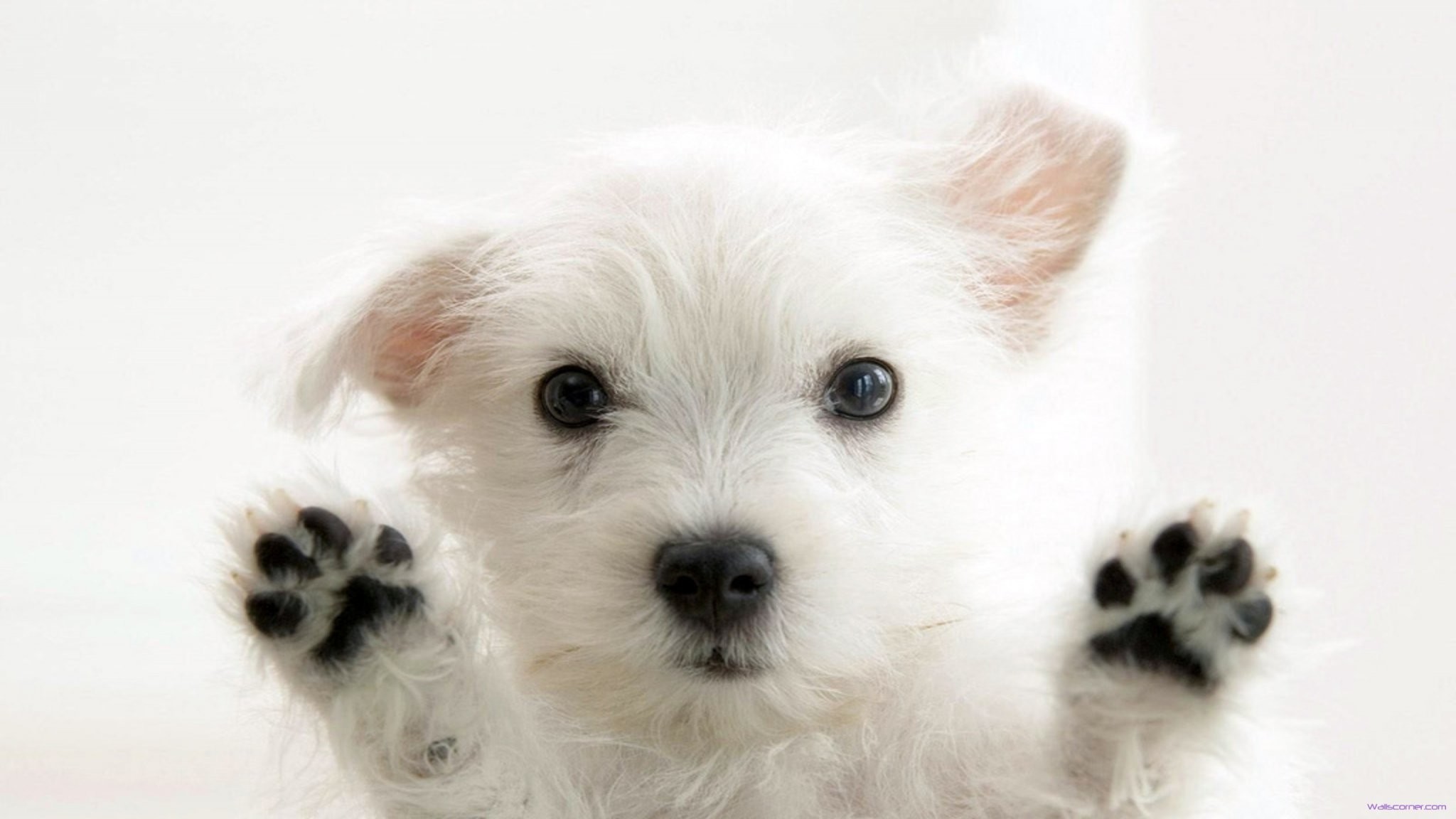 2048x1152 of cute white puppy beauty cute white puppy hd wallpaper wallpaper .