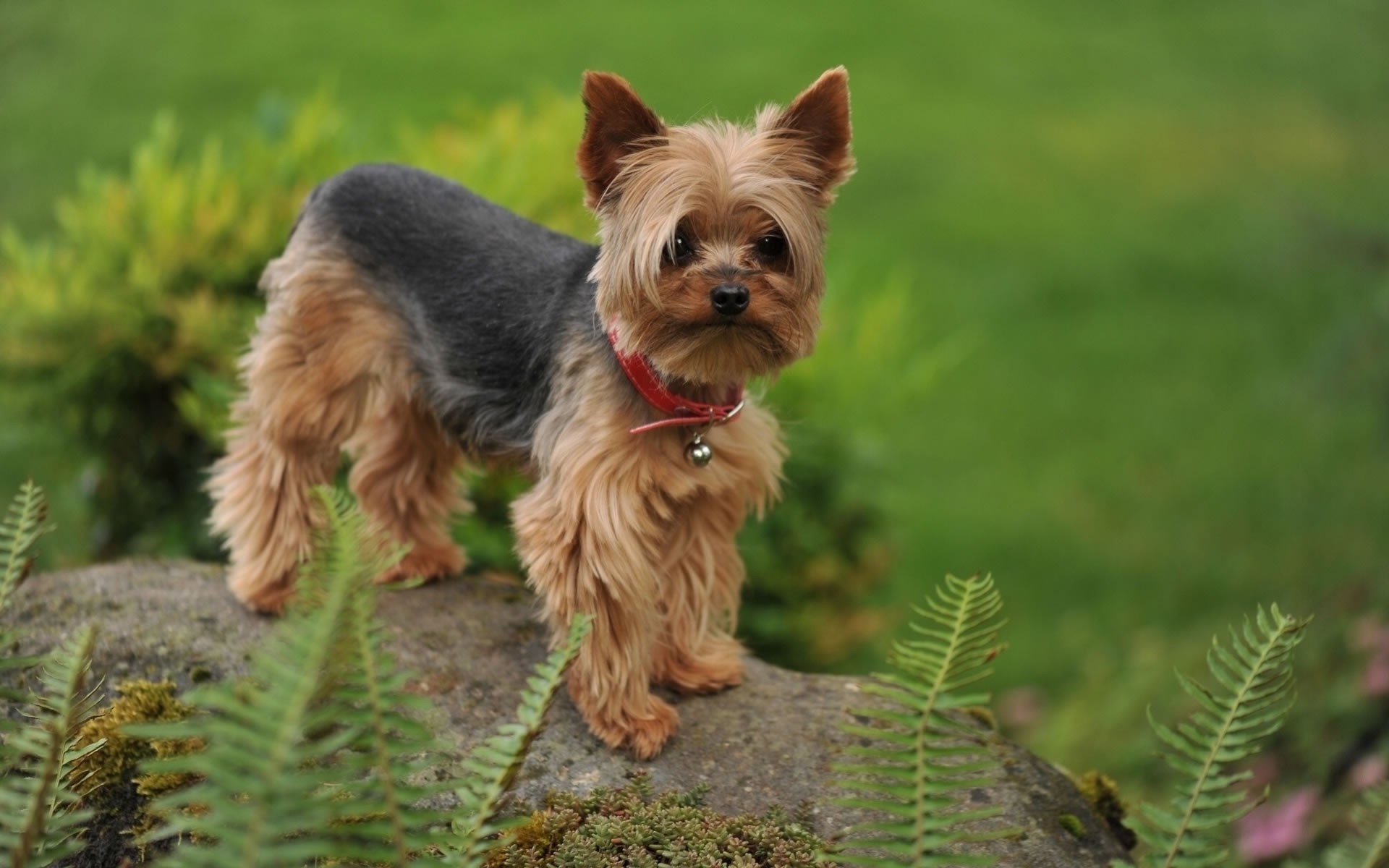 1920x1200 Yorkshire Terrier Wallpaper For Computer