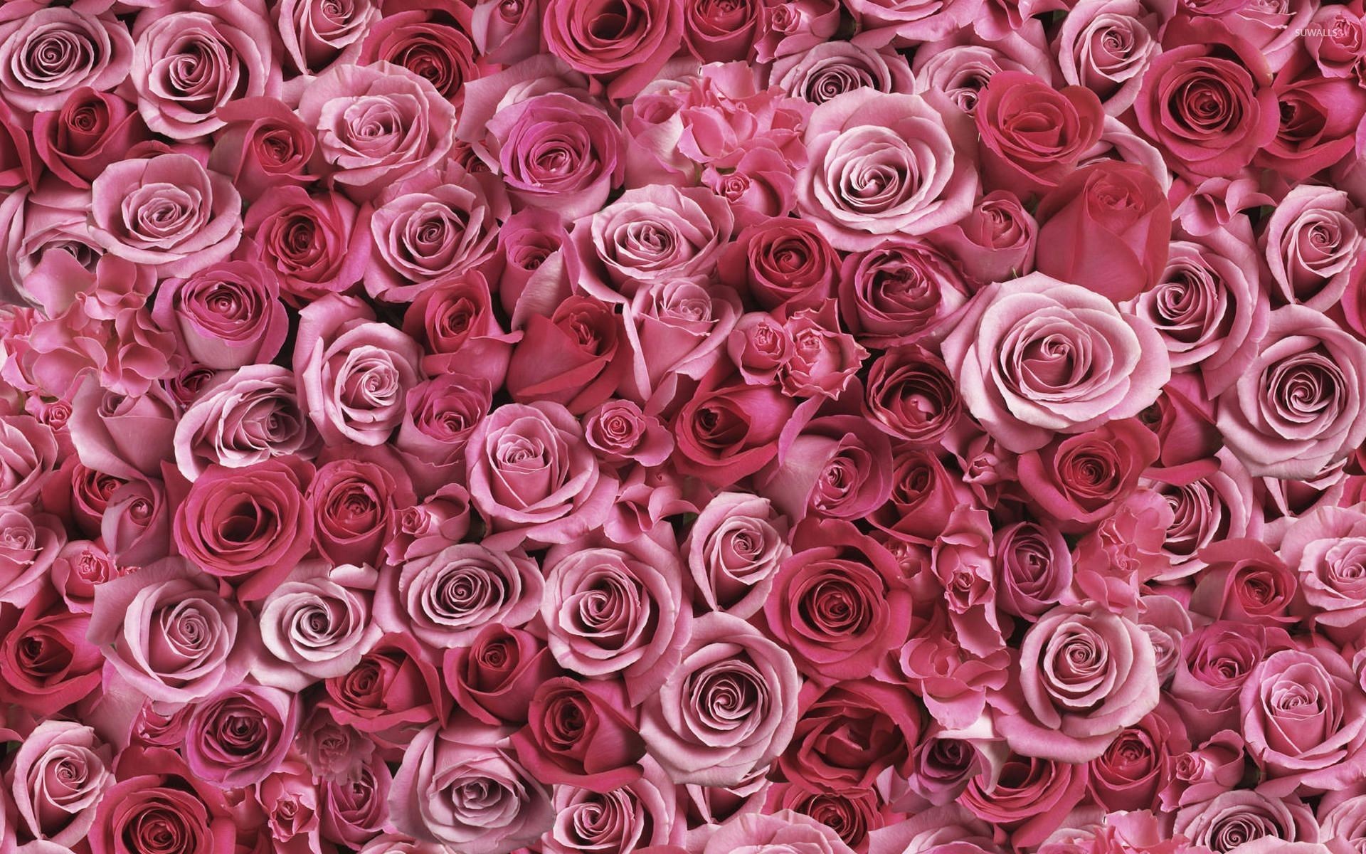 1920x1200 A lot of pink roses wallpaper