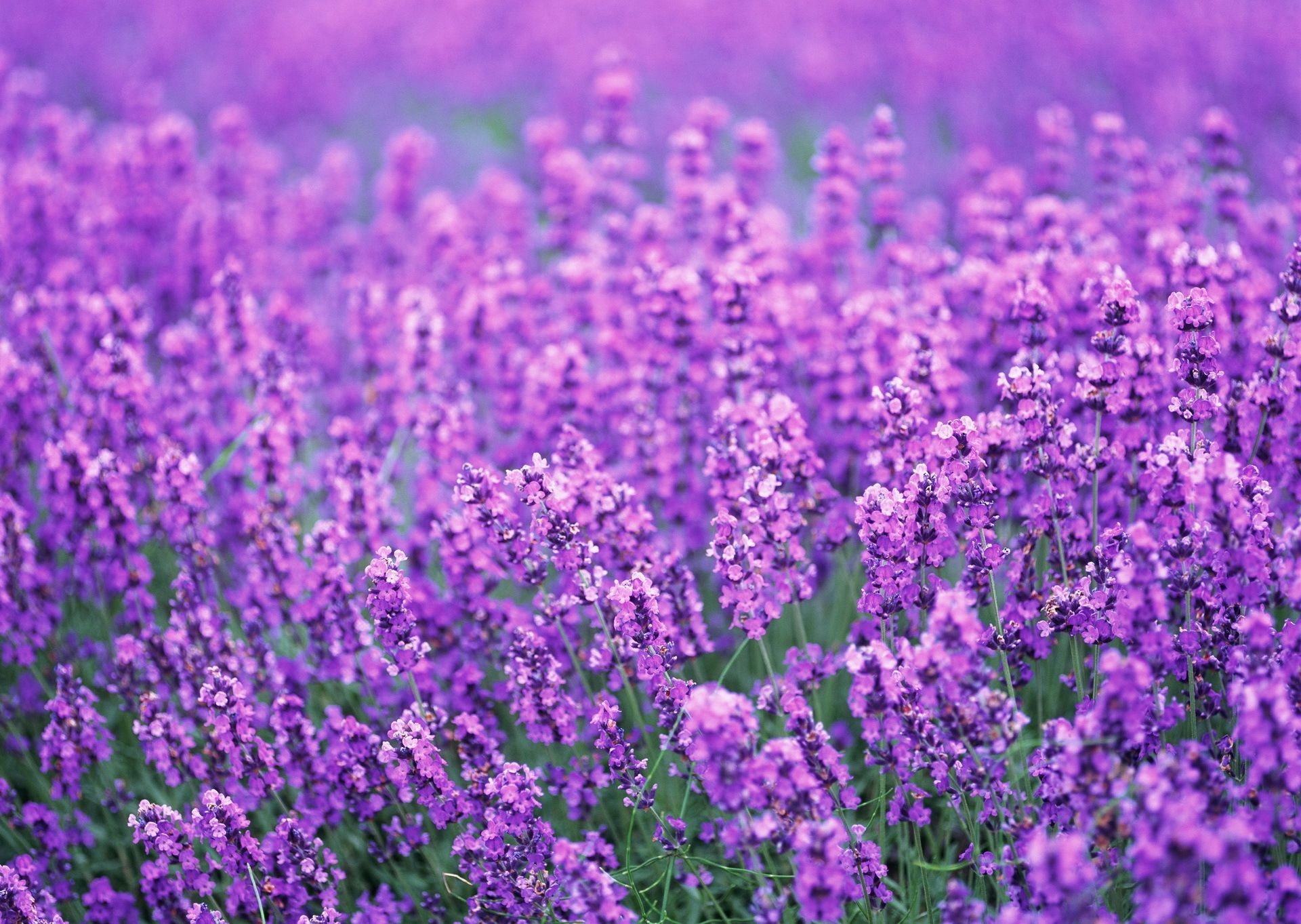 1920x1363 Purple Flower Wallpaper Photo ~ Desktop Wallpaper Box
