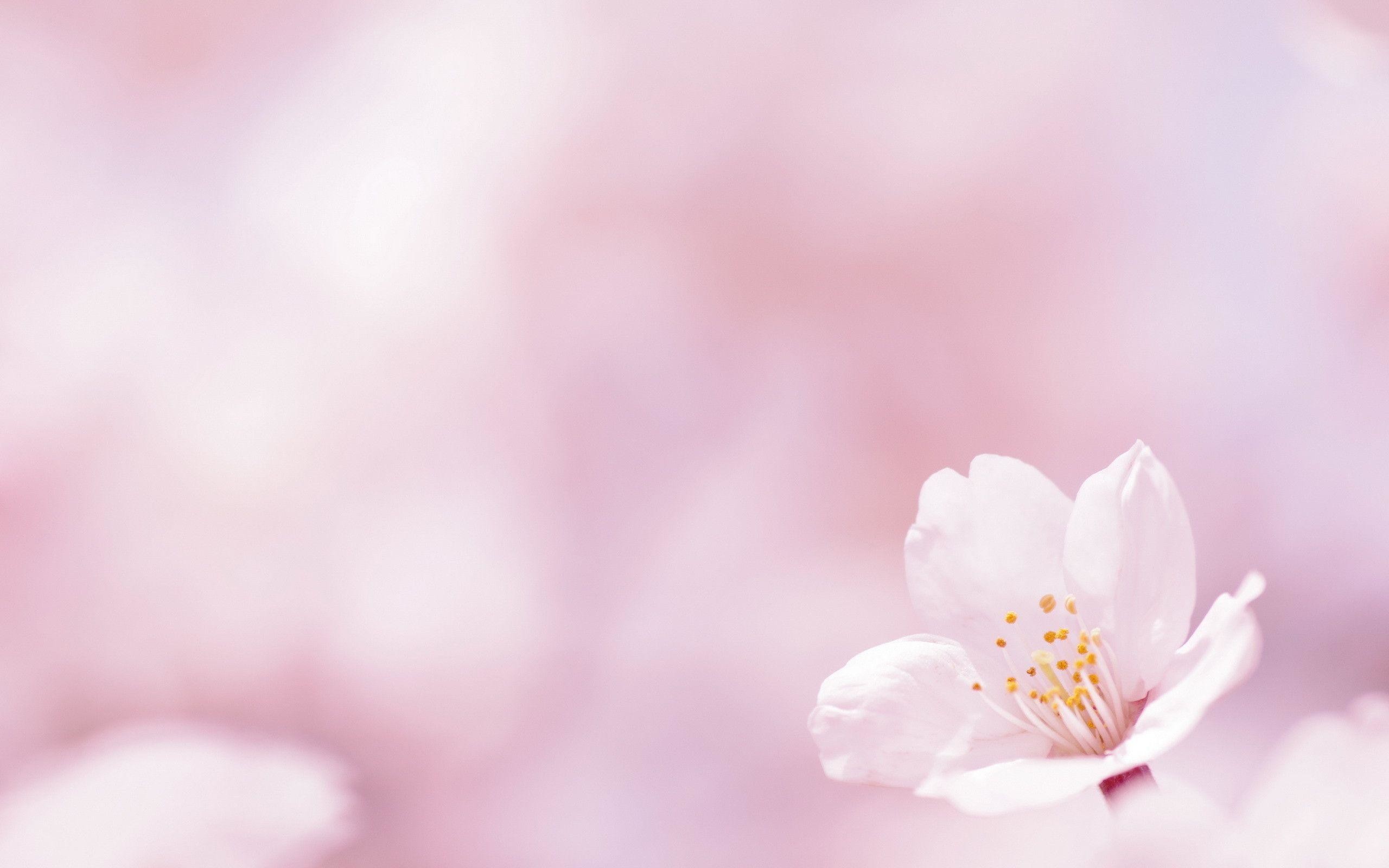 2560x1600 pink flowers backgrounds