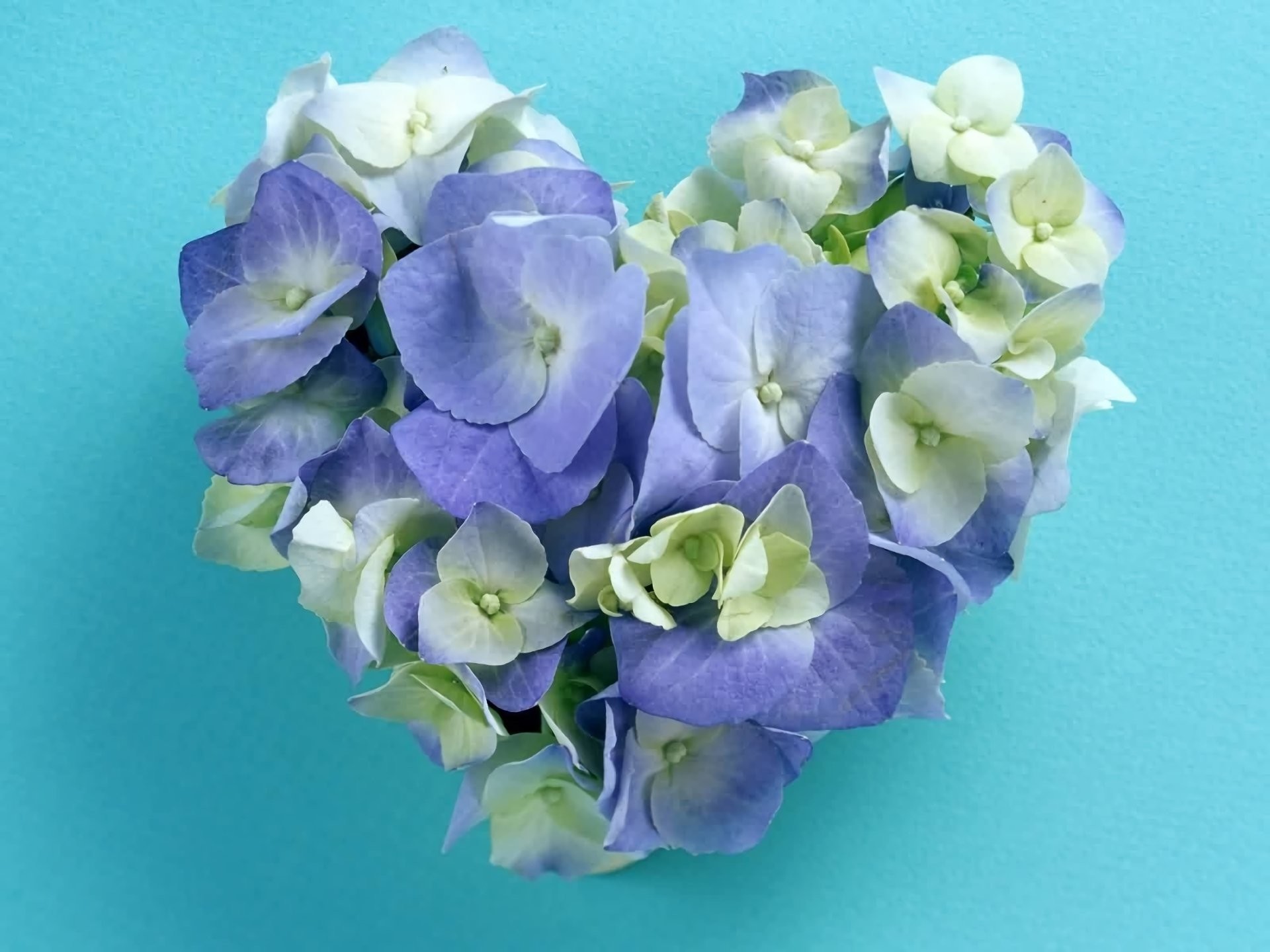 1920x1440 Artistic - Heart Heart-Shaped Flower Hydrangea Blue Flower White Flower  Wallpaper