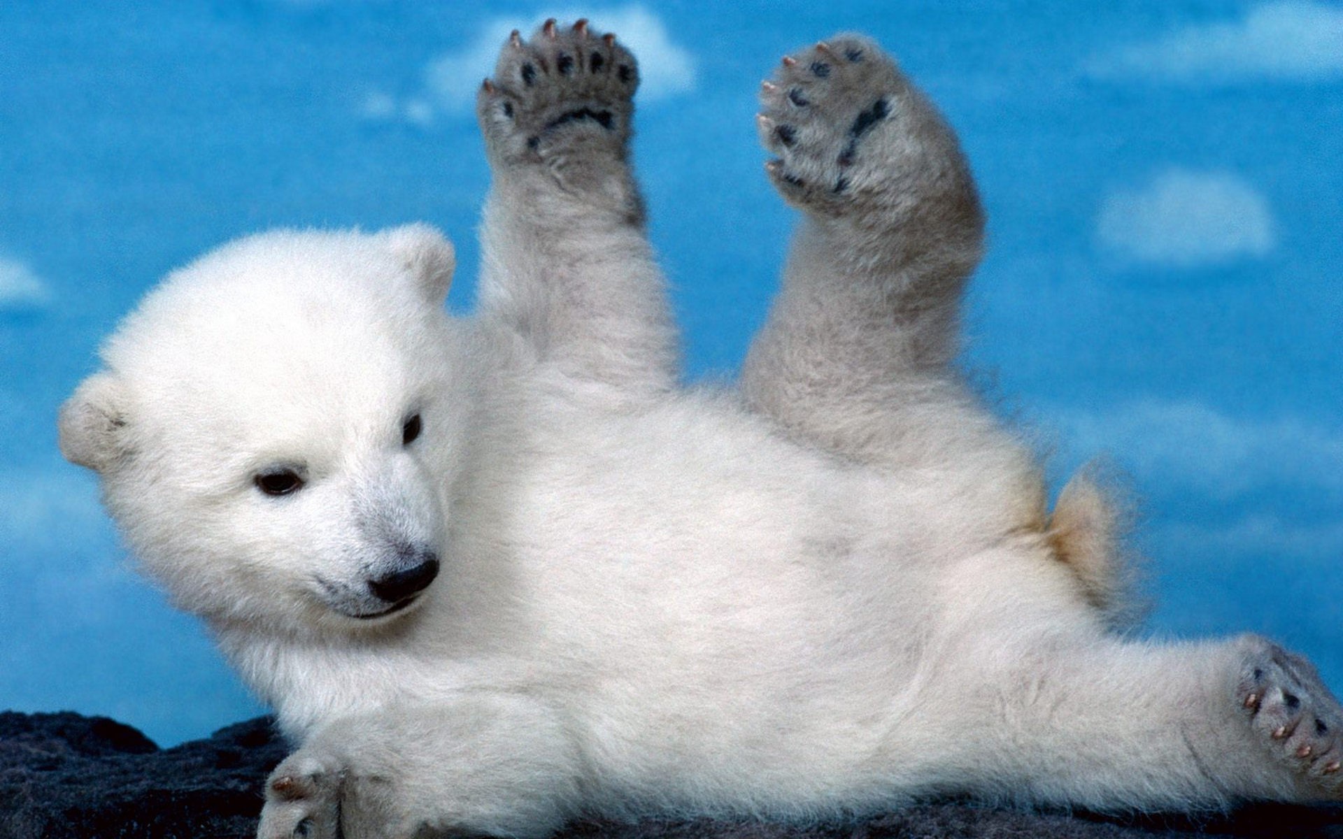 1920x1200 White cubs skyscapes polar bears furry baby animals wallpaper |  |  57050 | WallpaperUP