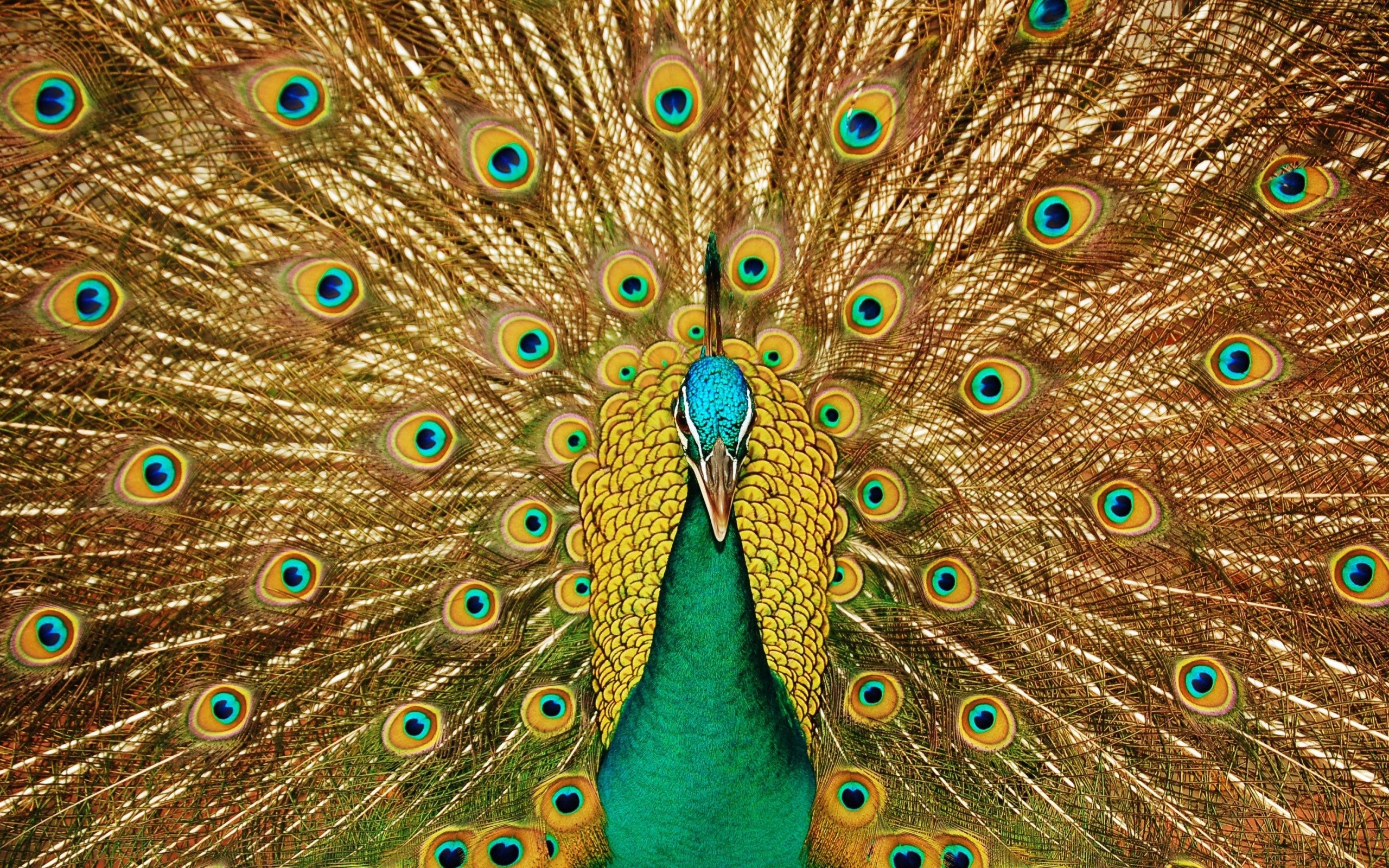 2560x1600 HD Wallpaper | Background ID:367676.  Animal Peacock