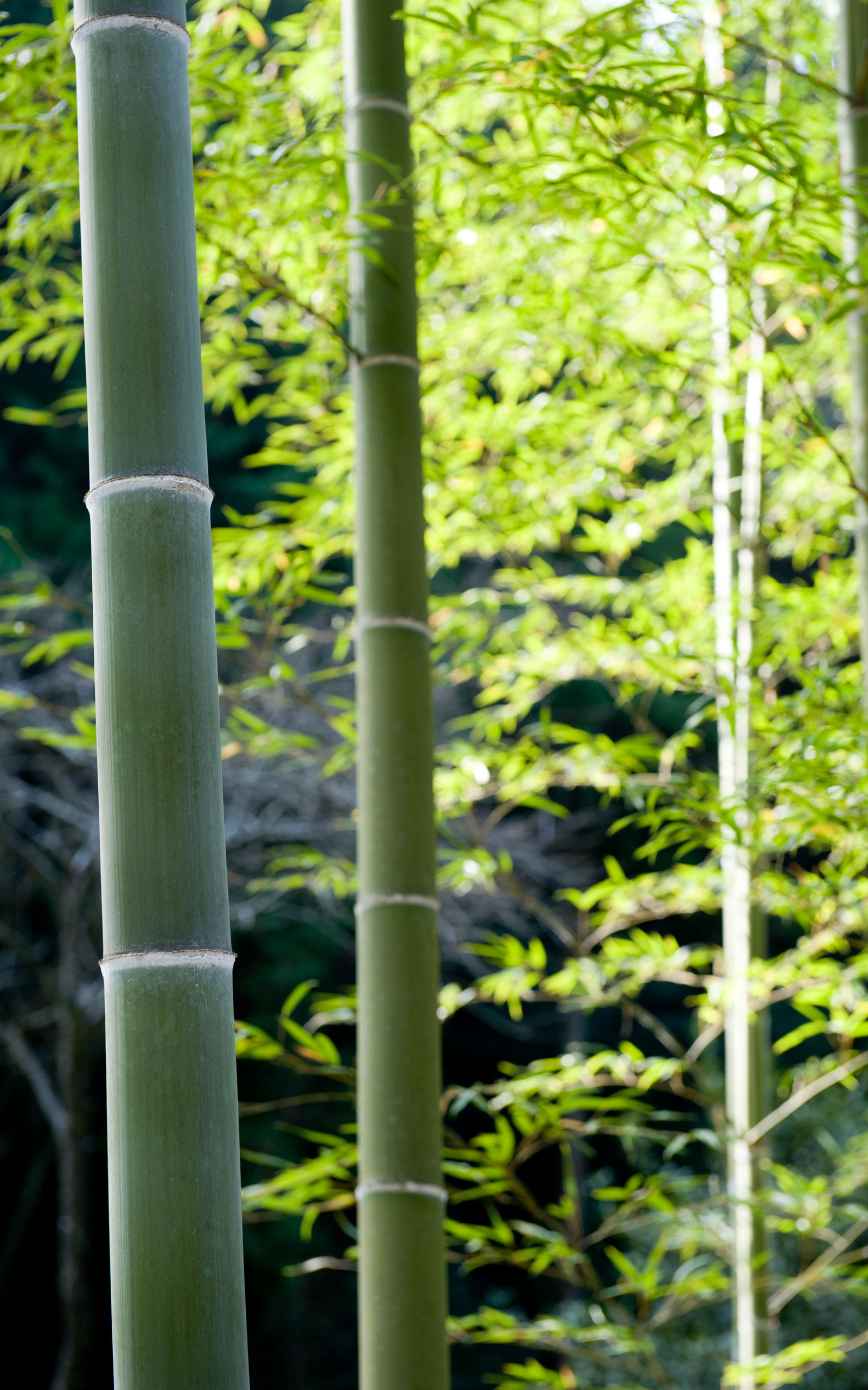 1600x2560 HD Wallpapers 0 HTML code. Jeffrey Friedl's Blog Â» Today's Photogenic  Adventures in Kyoto