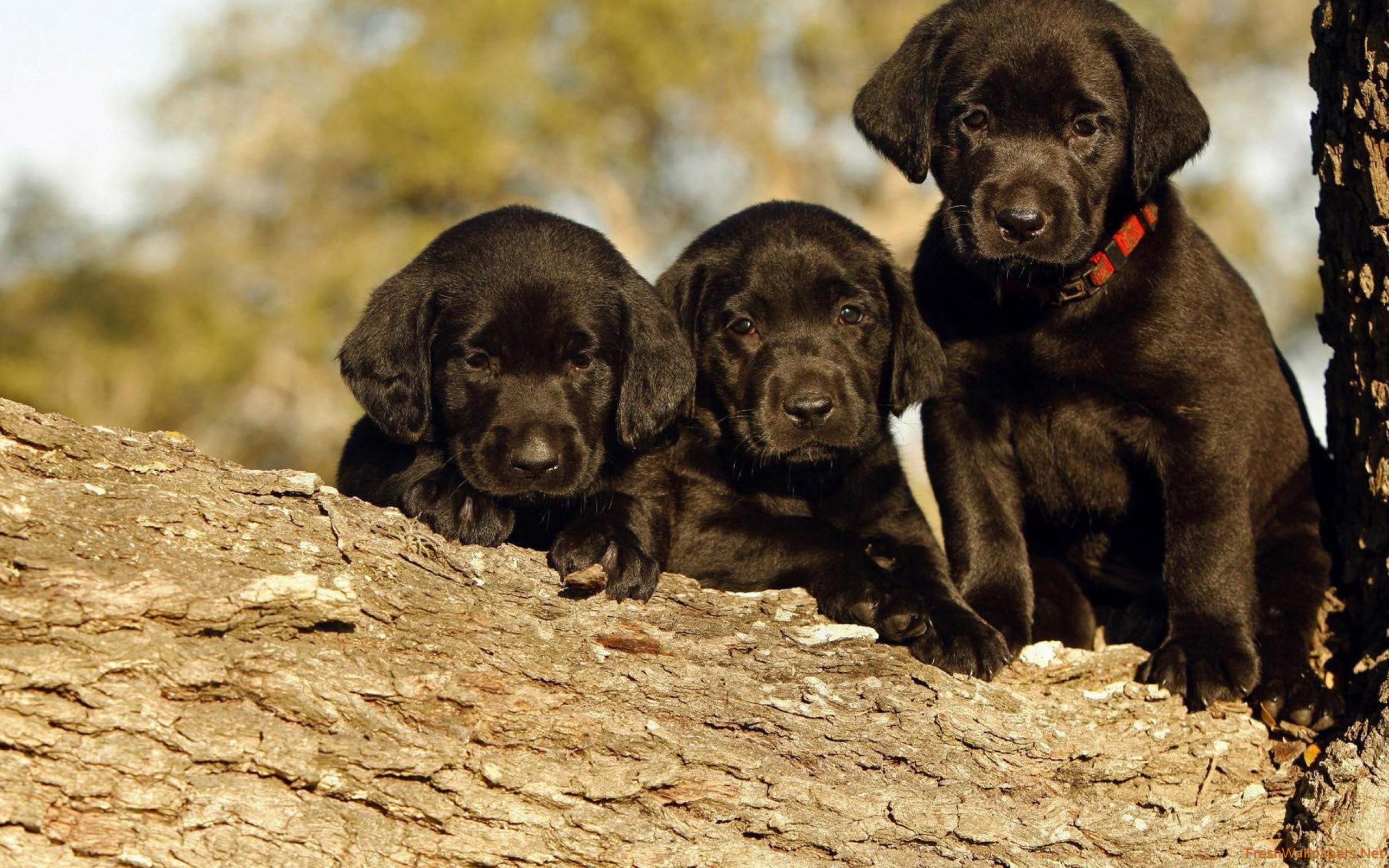 2560x1600 Black Labrador puppies in a tree wallpaper