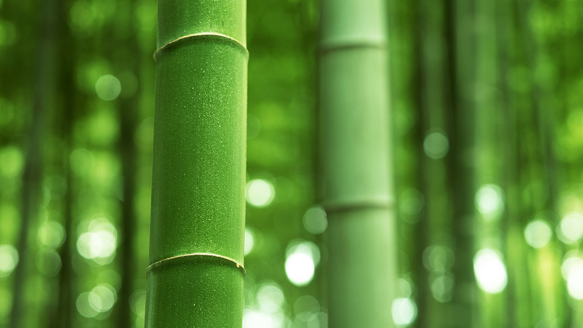 1920x1080 Nature-Bamboo-Backgrounds