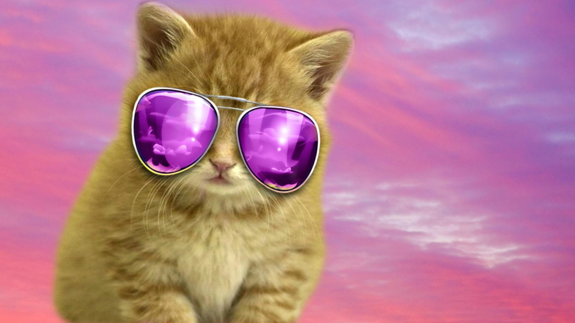 1920x1080 cool cat backgrounds