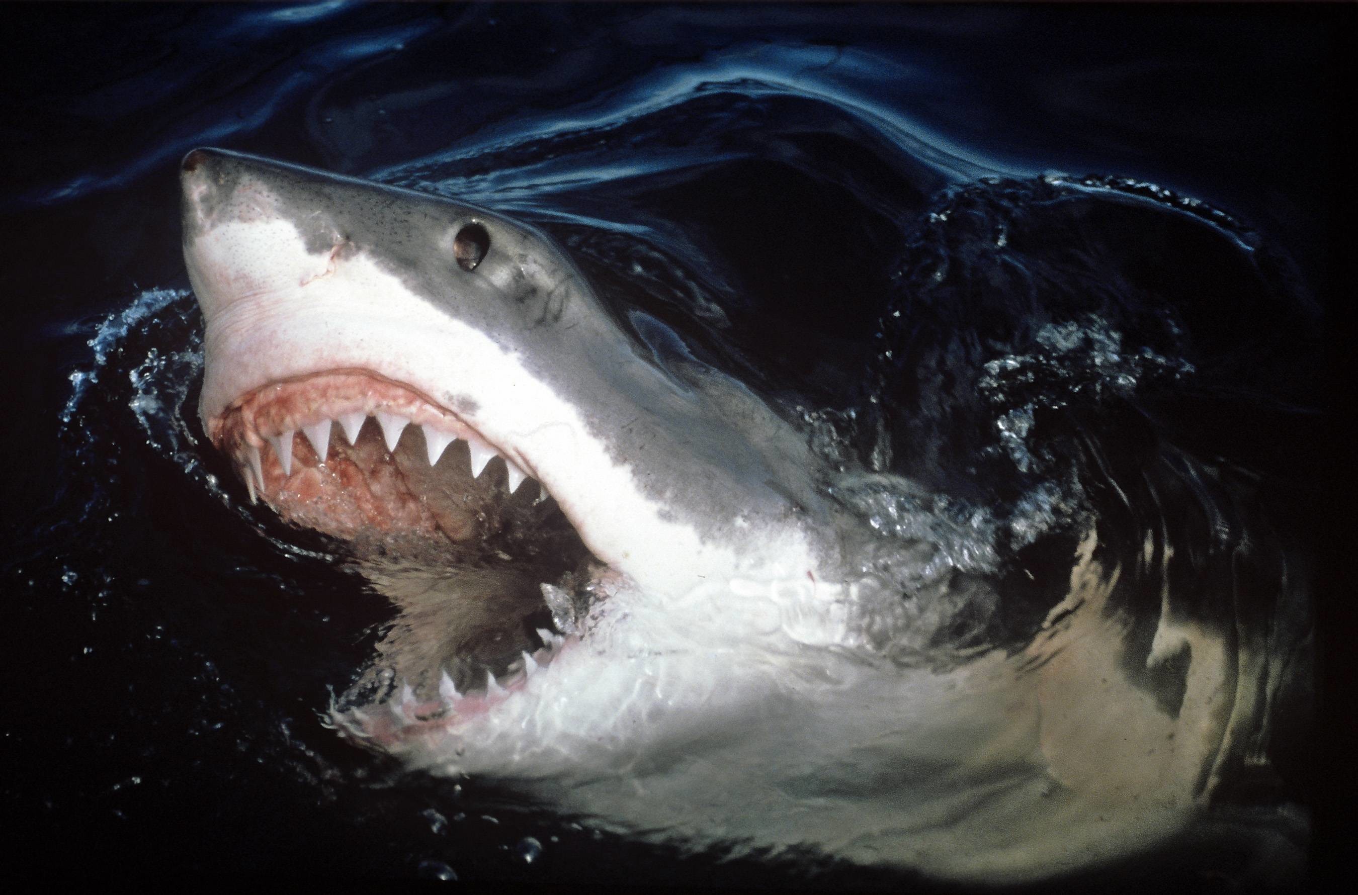2700x1780 Great White Shark Jaws Wallpaper