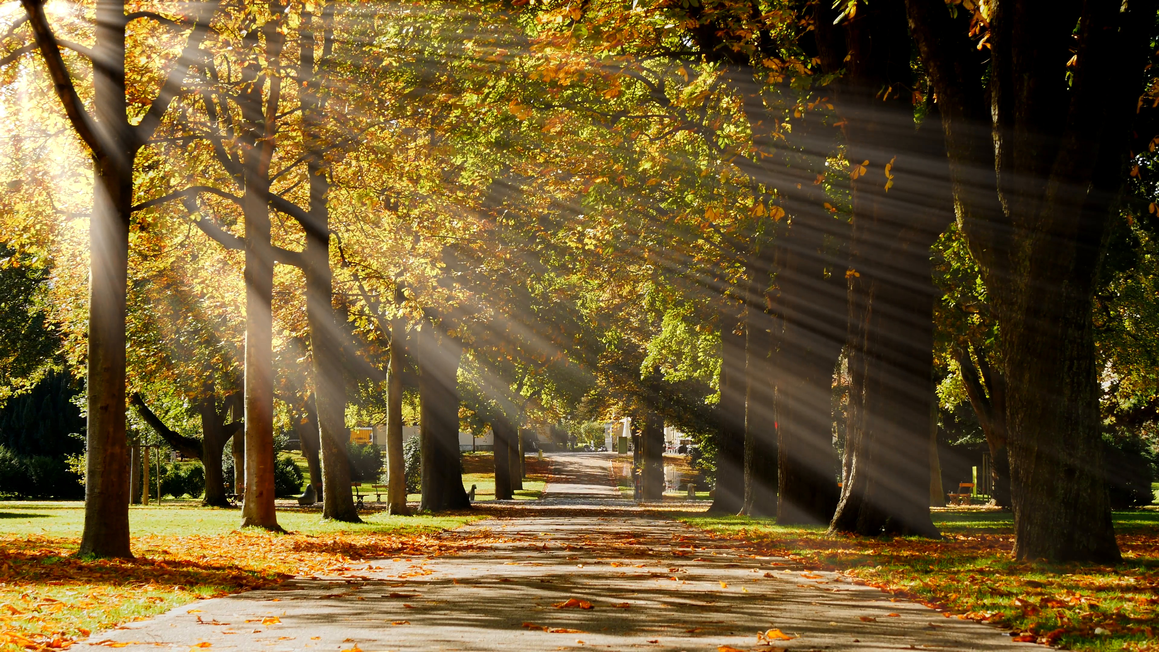 3840x2160 park tree alley pathway. autumn fall season background. sunbeam light  effect Stock Video Footage - Storyblocks Video