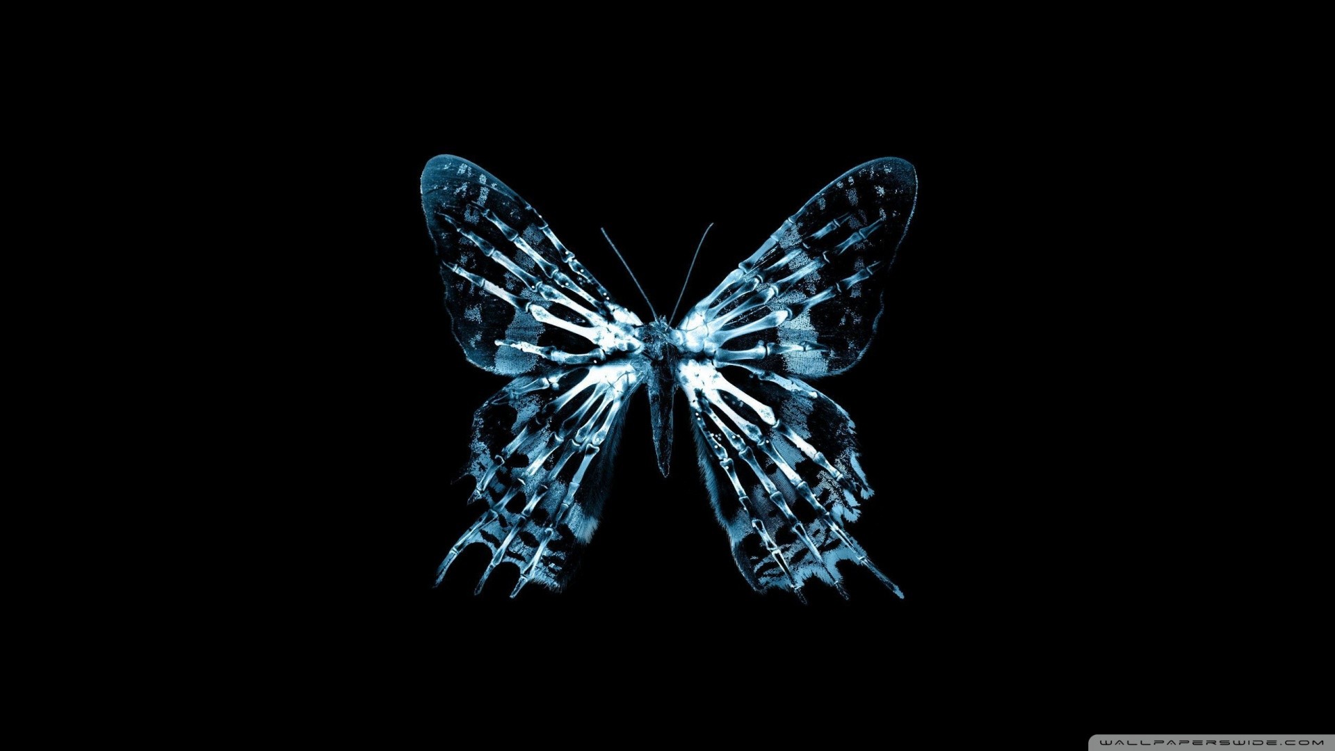1920x1080 Butterfly X Ray Wallpaper  Butterfly X Ray 