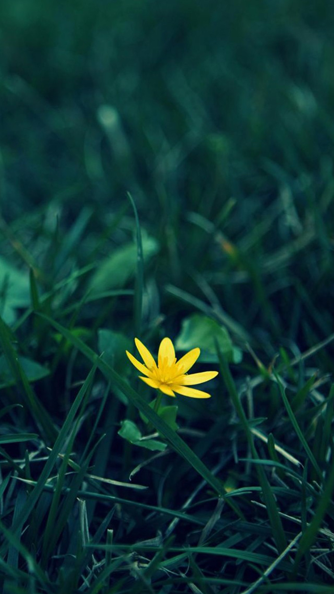 1080x1920 Nature Little Yellow Flower Green Grassland Blur Background #iPhone #6  #plusï¼wallpaper