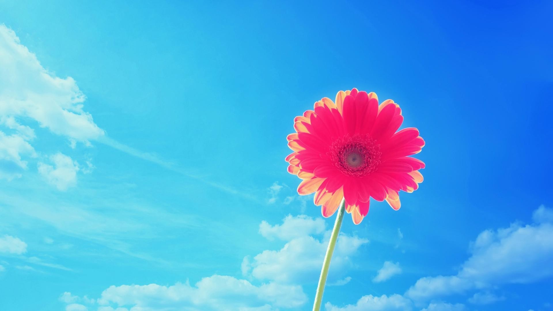 1920x1080 Sweet-Bright-Wallpaper-Stem-Image-Sky-Picture