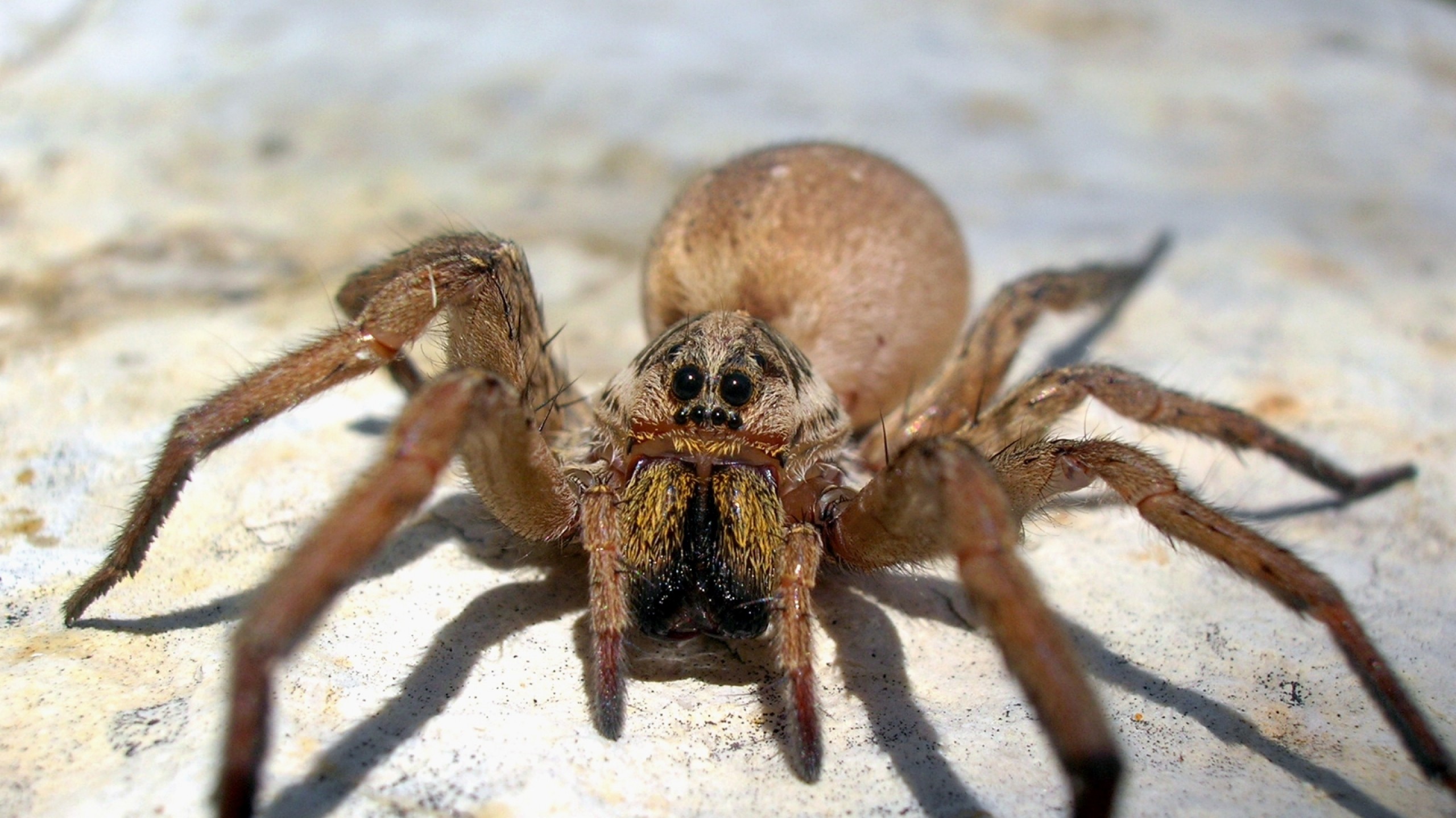 2560x1440  Wallpaper spider, big, brown, scary