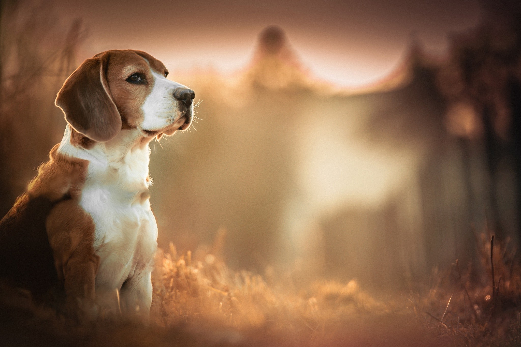 2048x1365 Beagles, Dog, Blurred, Depth Of Field, Animals Wallpapers HD / Desktop and  Mobile Backgrounds