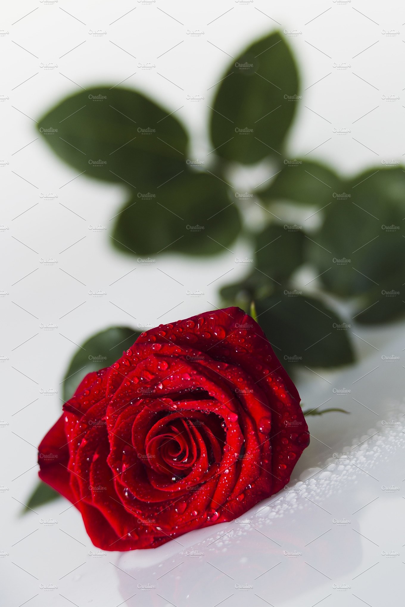 1360x2040 Red rose with water drops ...