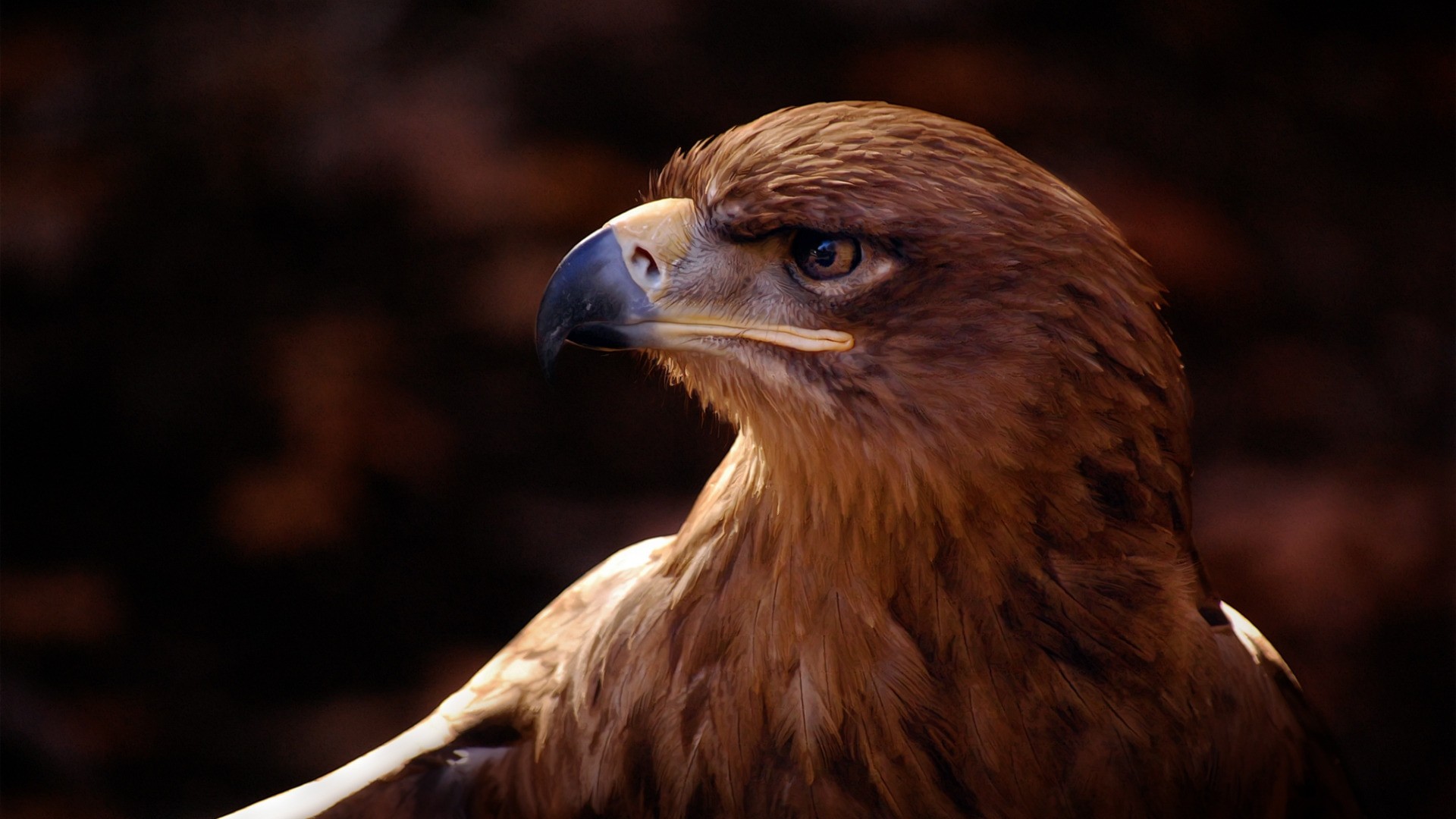 1920x1080 bird, eagle, vulture