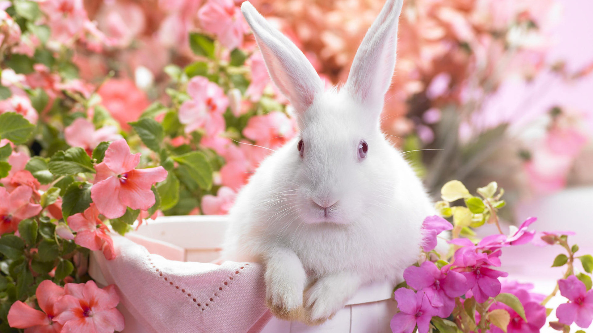 1920x1080 Cute White Rabbit HD Wallpaper