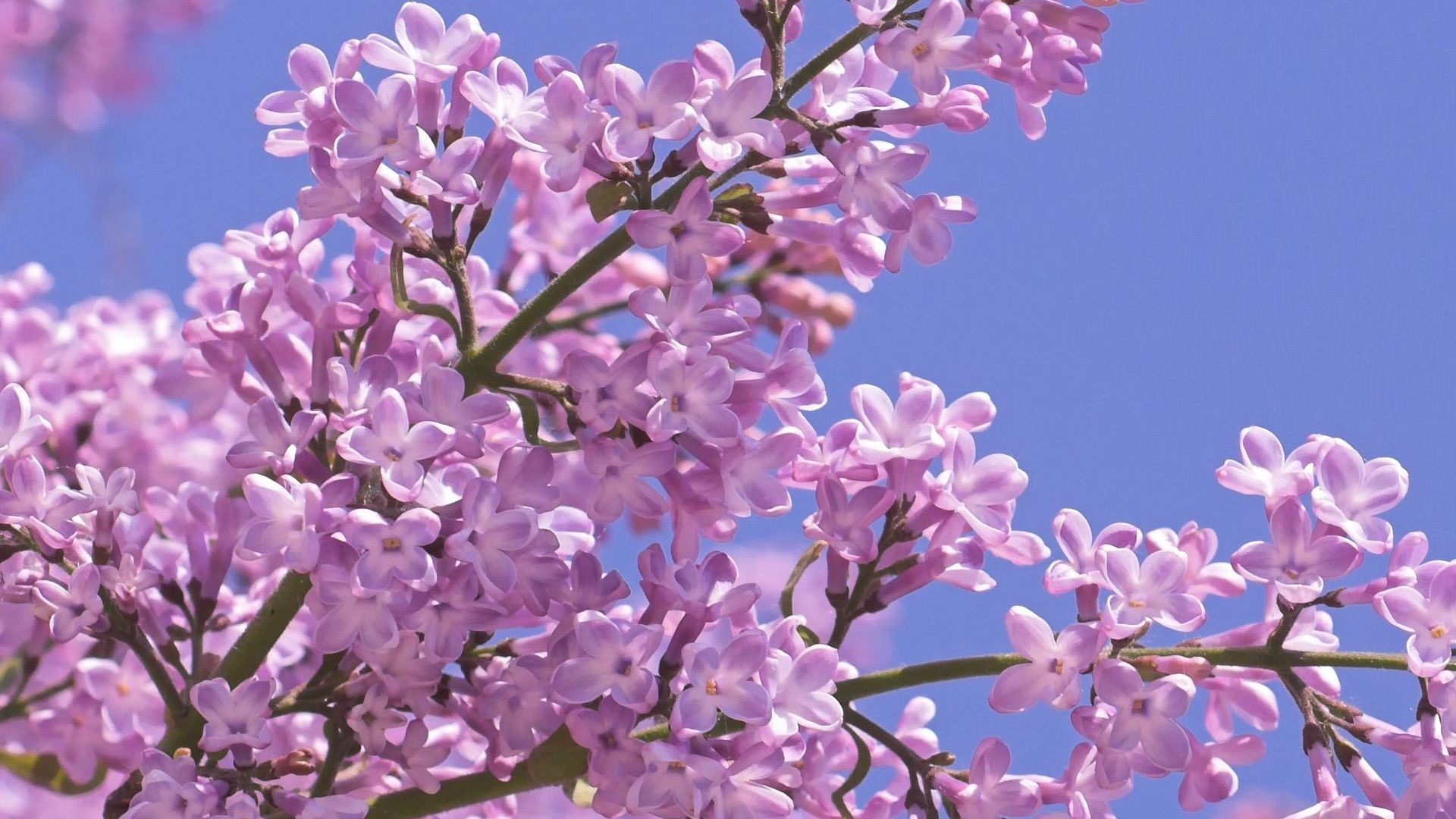 1920x1080 Gallery for Lilac Tree. Images for Gt Lilac Tree Wallpaper