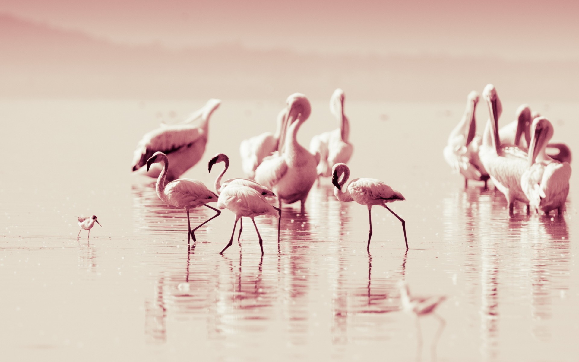 1920x1200 Flamingo-Background