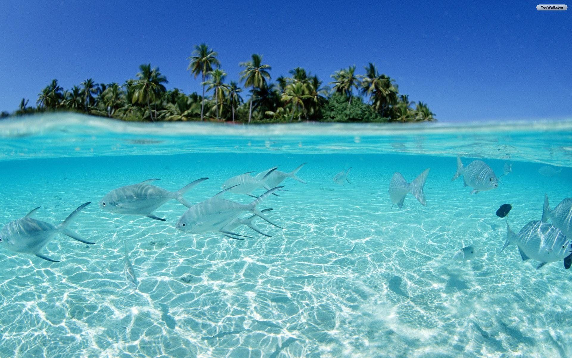 1920x1200 Clear Water Fishes Awesome Hd Desktop Wallpaper In High Resolution .